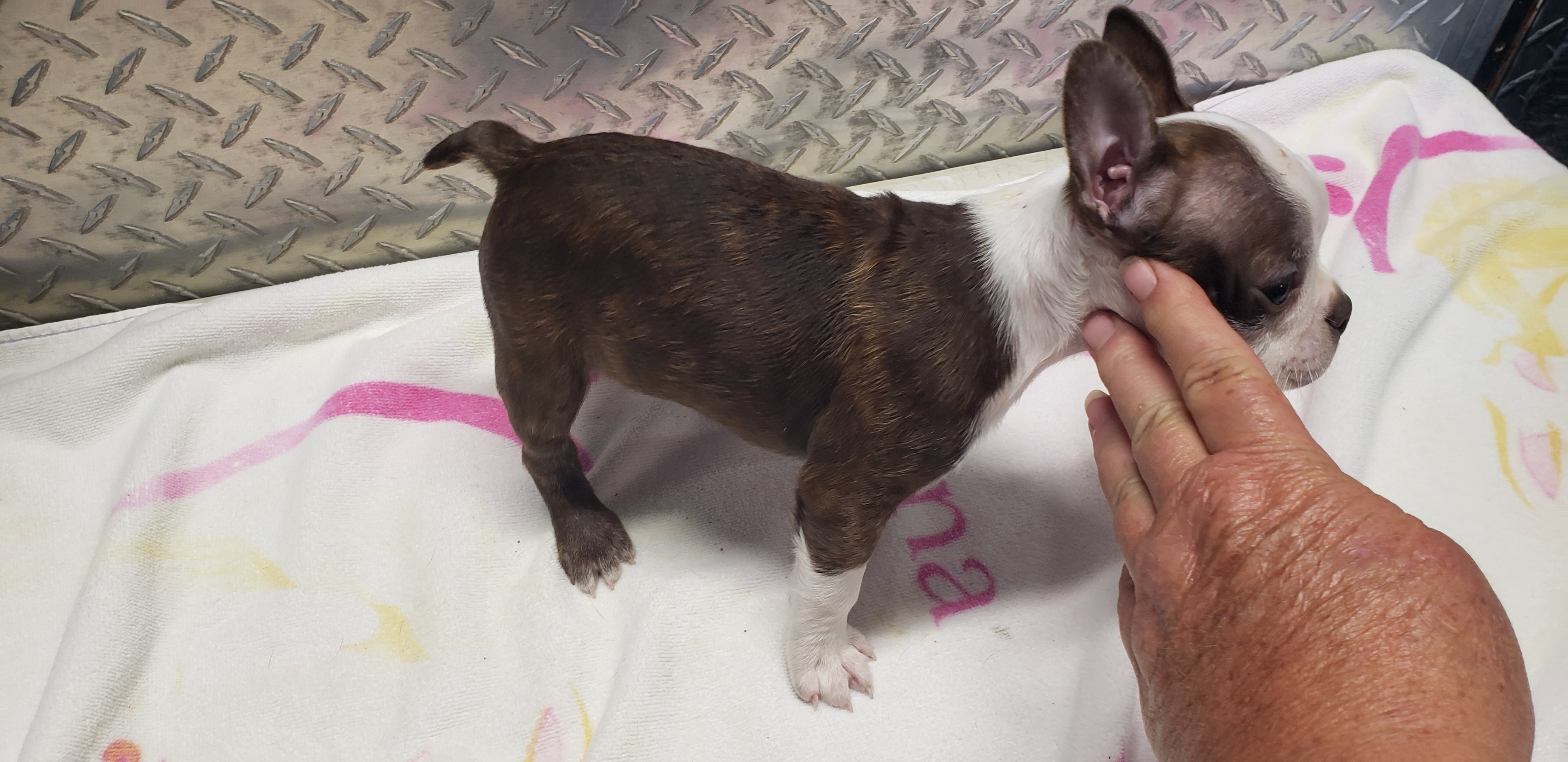 puppy, for, sale, Boston Terrier, Gayle  Baker, dog, breeder, Minneapolis, KS, dog-breeder, puppy-for-sale, forsale, nearby, find, puppyfind, locator, puppylocator, aca