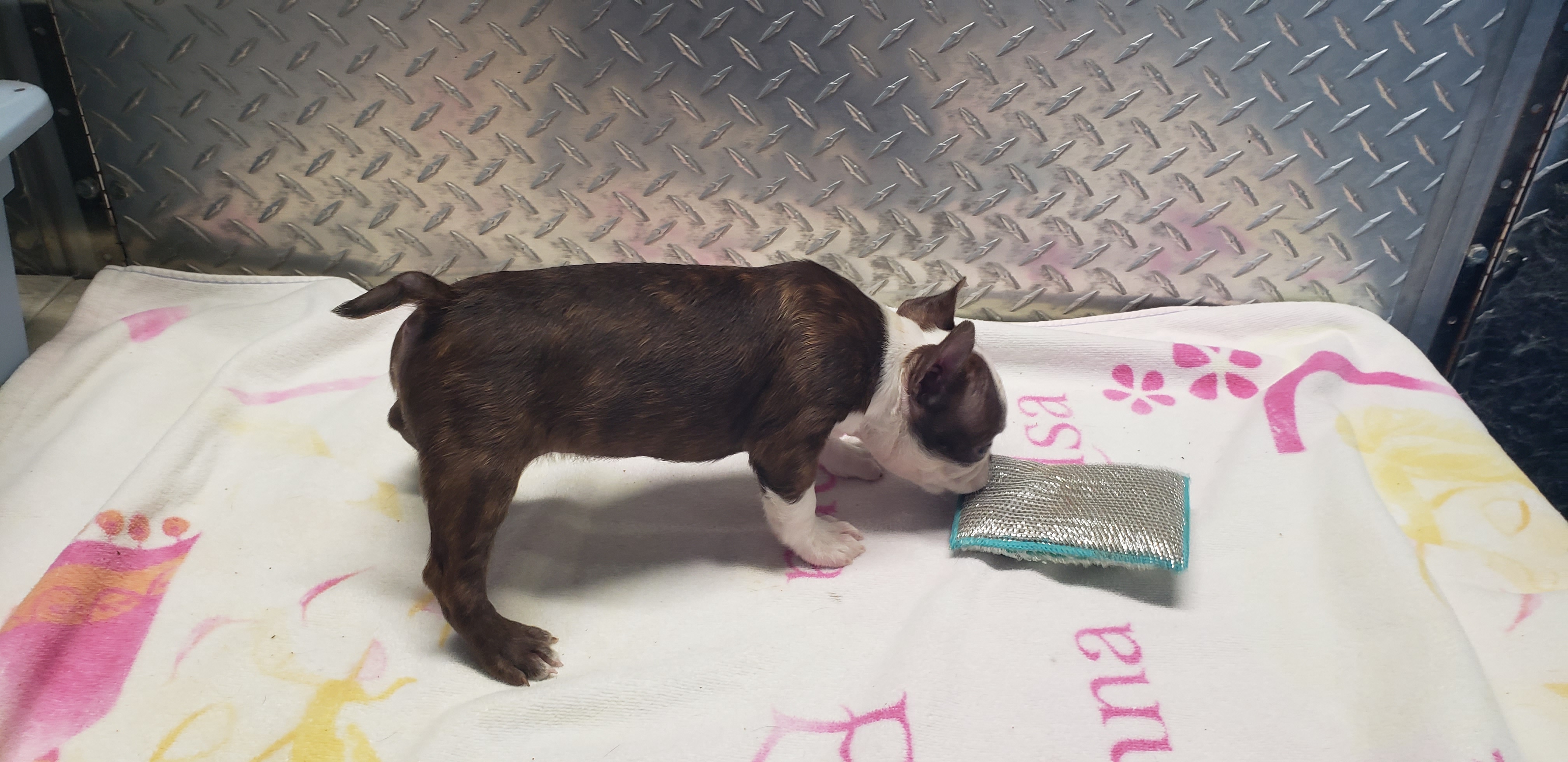 puppy, for, sale, Boston Terrier, Gayle  Baker, dog, breeder, Minneapolis, KS, dog-breeder, puppy-for-sale, forsale, nearby, find, puppyfind, locator, puppylocator, aca