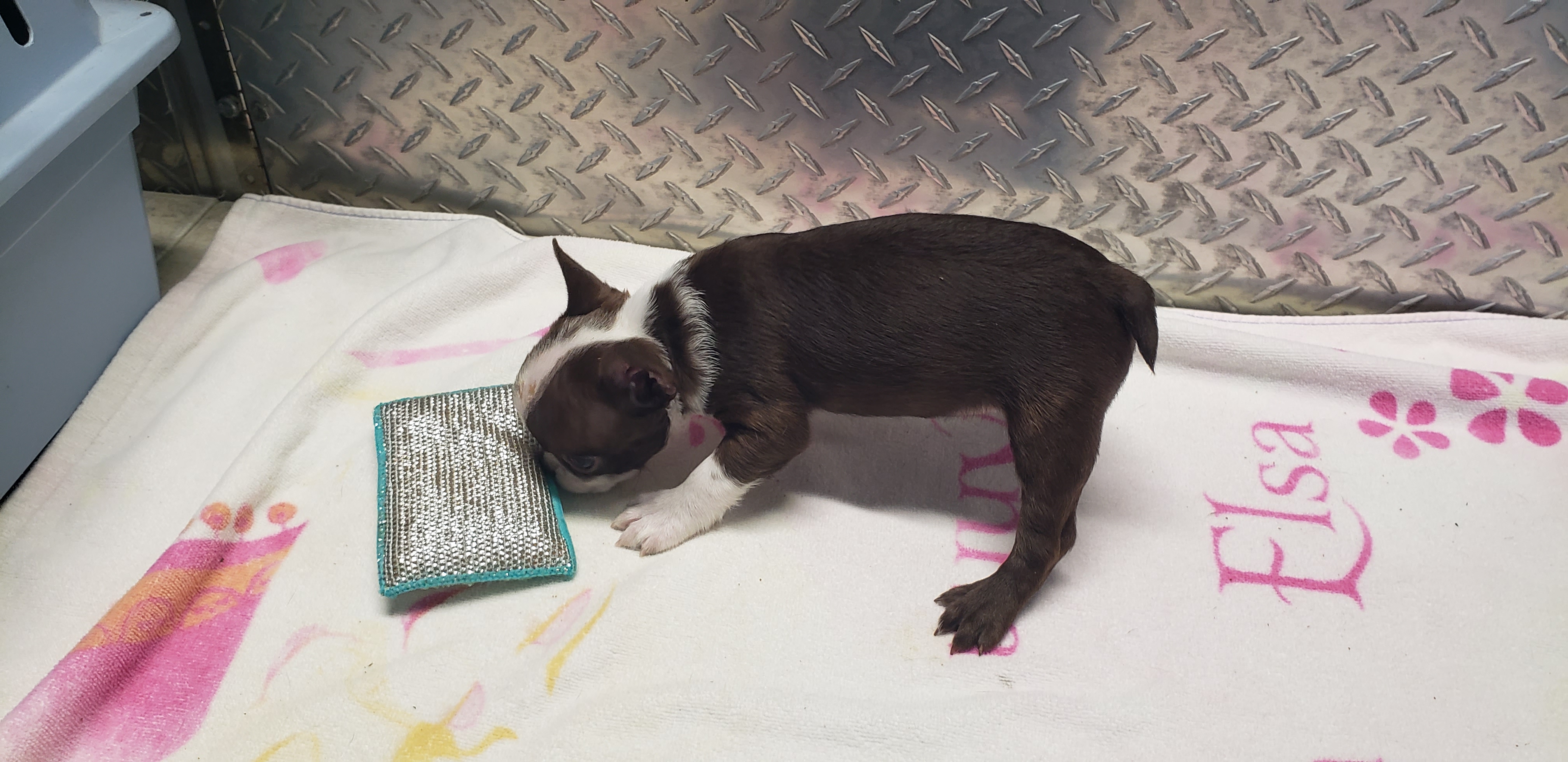 puppy, for, sale, Boston Terrier, Gayle  Baker, dog, breeder, Minneapolis, KS, dog-breeder, puppy-for-sale, forsale, nearby, find, puppyfind, locator, puppylocator, aca