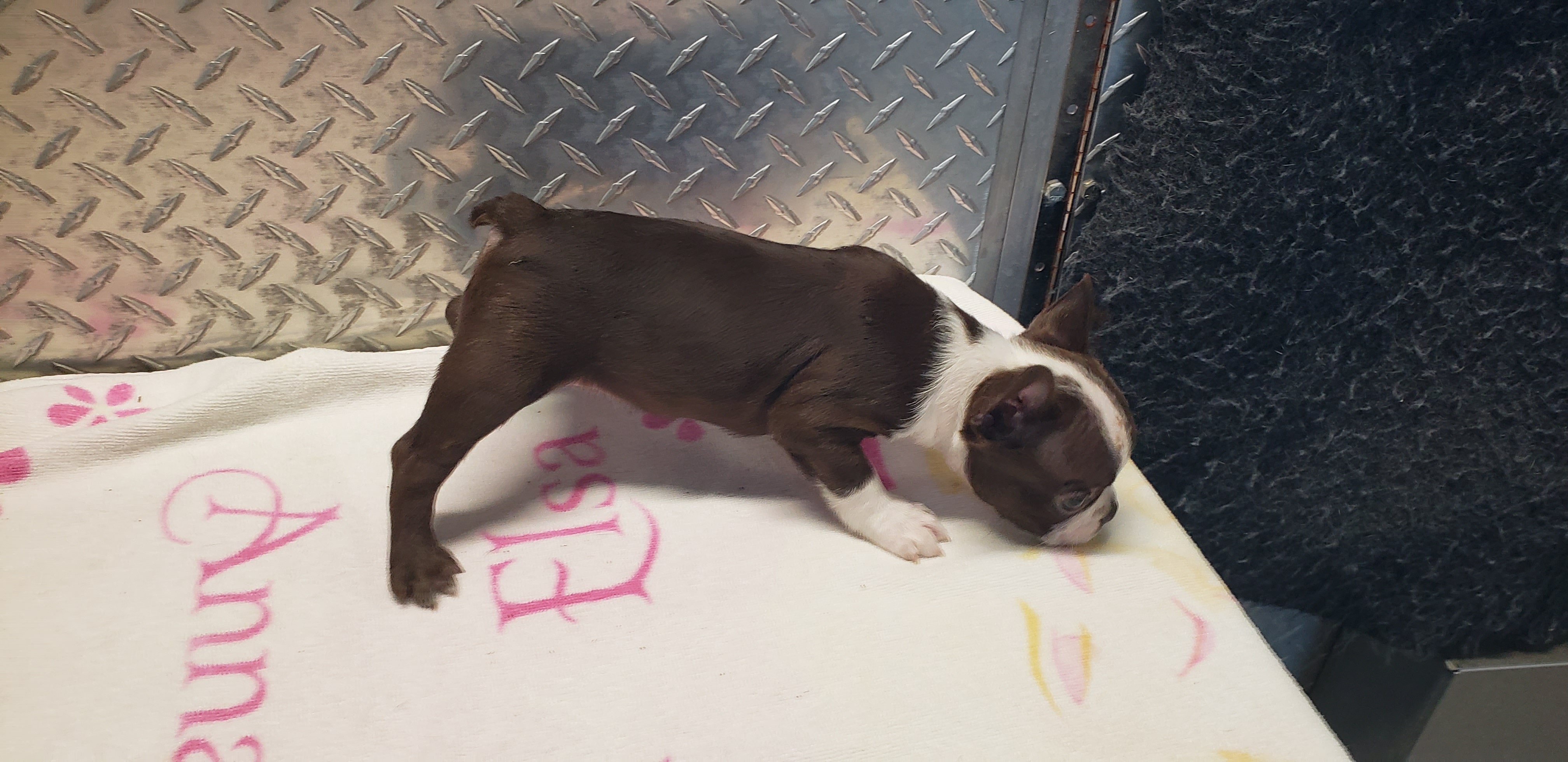 puppy, for, sale, Boston Terrier, Gayle  Baker, dog, breeder, Minneapolis, KS, dog-breeder, puppy-for-sale, forsale, nearby, find, puppyfind, locator, puppylocator, aca