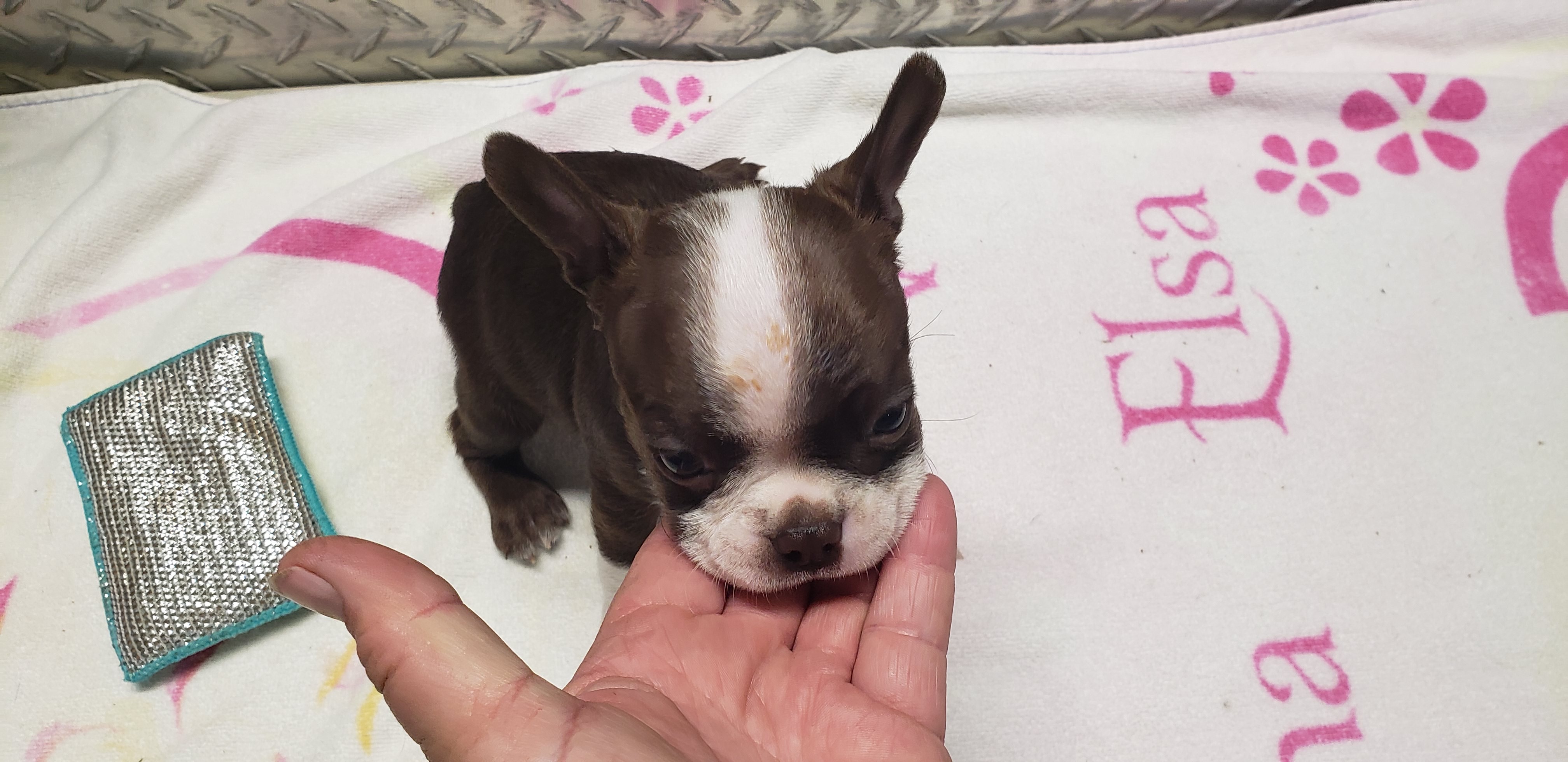 puppy, for, sale, Boston Terrier, Gayle  Baker, dog, breeder, Minneapolis, KS, dog-breeder, puppy-for-sale, forsale, nearby, find, puppyfind, locator, puppylocator, aca