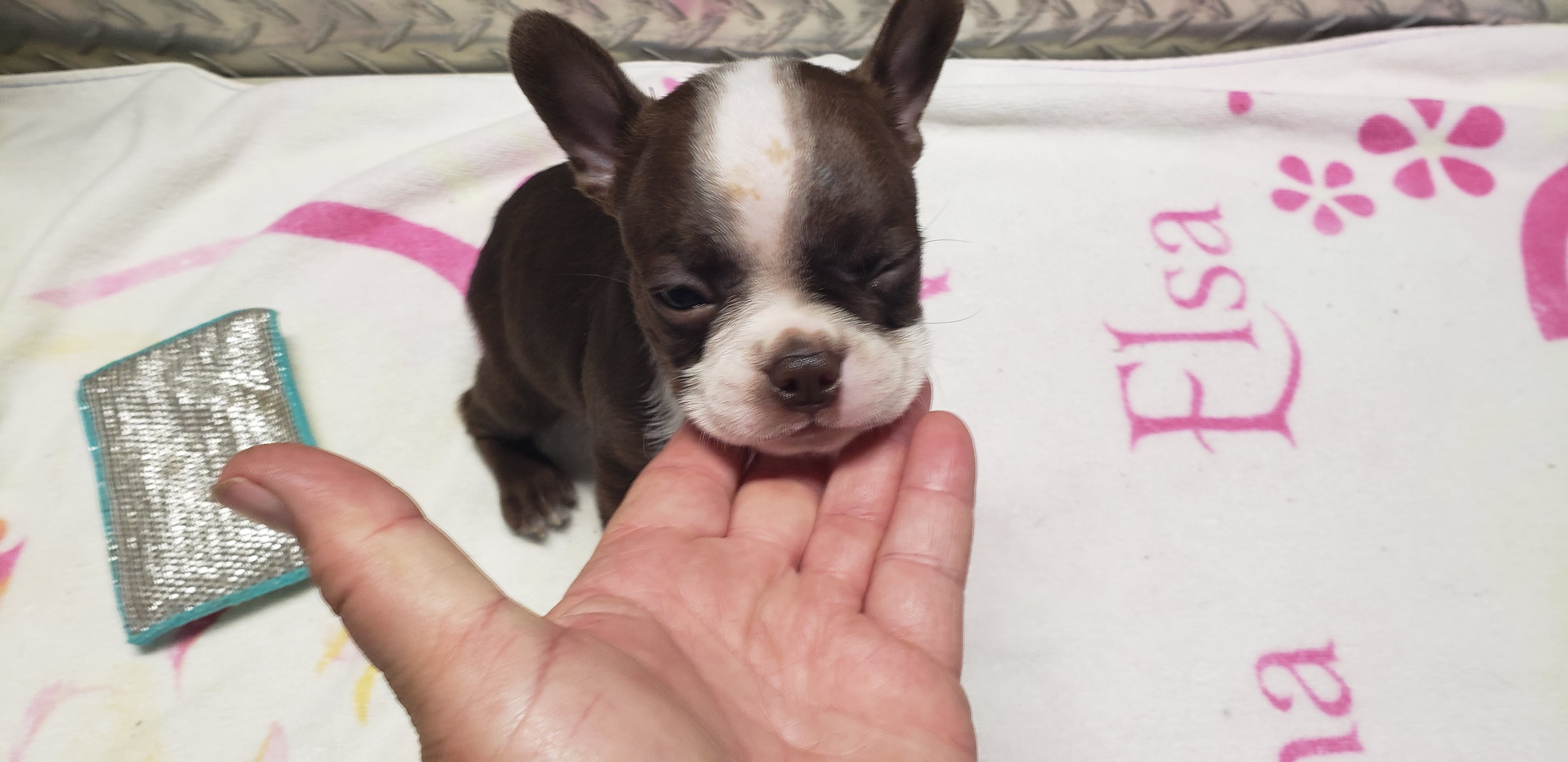 puppy, for, sale, Boston Terrier, Gayle  Baker, dog, breeder, Minneapolis, KS, dog-breeder, puppy-for-sale, forsale, nearby, find, puppyfind, locator, puppylocator, aca