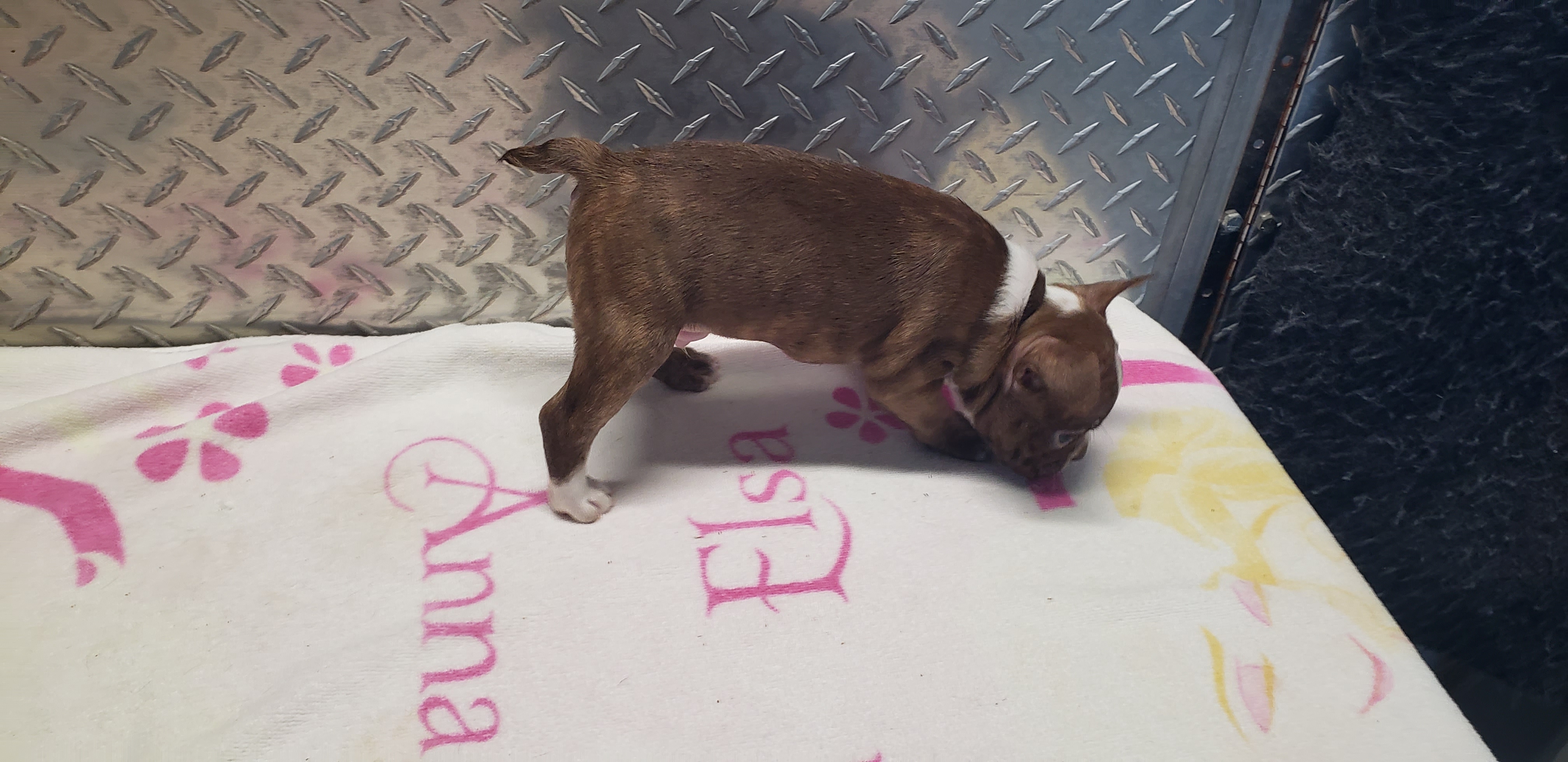 puppy, for, sale, Boston Terrier, Gayle  Baker, dog, breeder, Minneapolis, KS, dog-breeder, puppy-for-sale, forsale, nearby, find, puppyfind, locator, puppylocator, aca