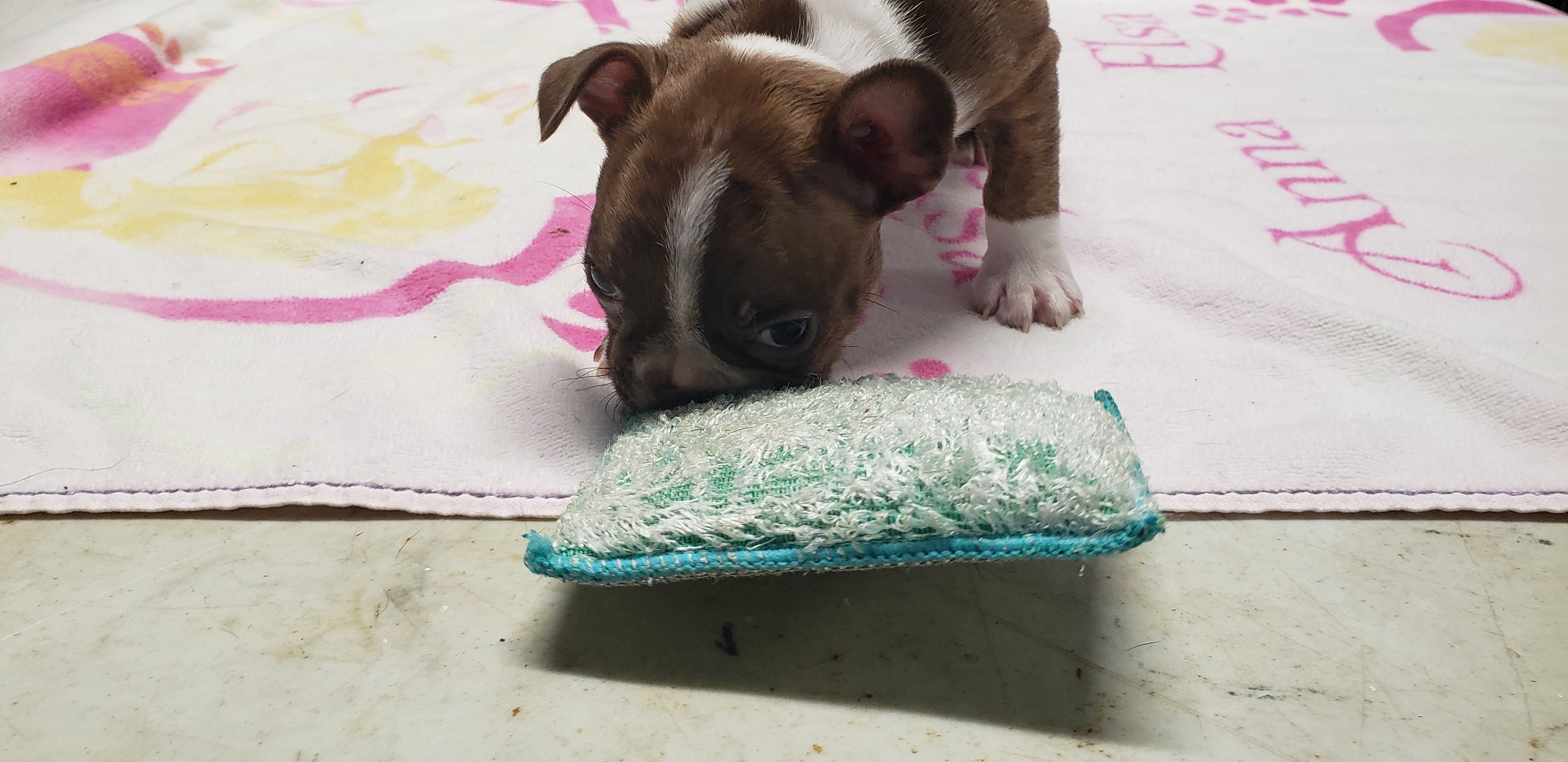 puppy, for, sale, Boston Terrier, Gayle  Baker, dog, breeder, Minneapolis, KS, dog-breeder, puppy-for-sale, forsale, nearby, find, puppyfind, locator, puppylocator, aca