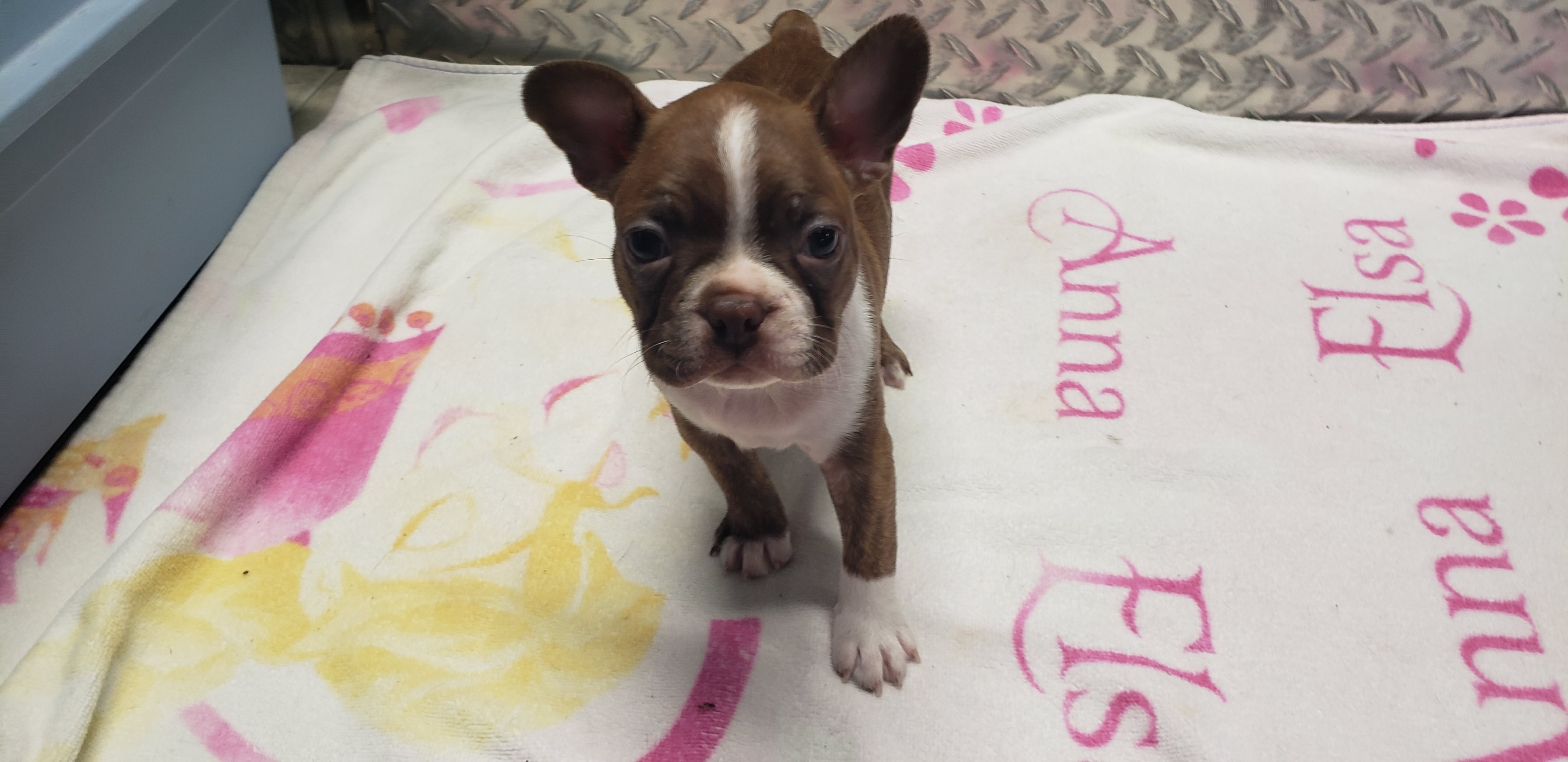 puppy, for, sale, Boston Terrier, Gayle  Baker, dog, breeder, Minneapolis, KS, dog-breeder, puppy-for-sale, forsale, nearby, find, puppyfind, locator, puppylocator, aca