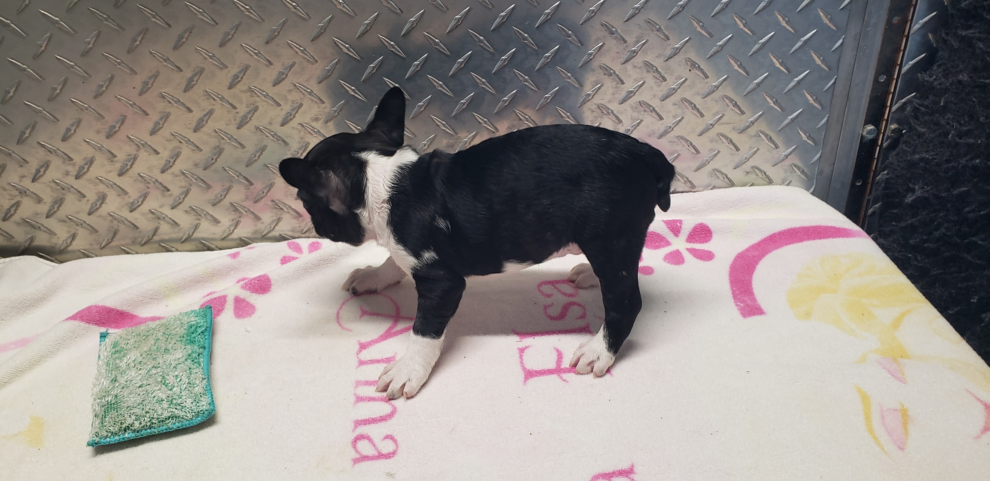 puppy, for, sale, Boston Terrier, Gayle  Baker, dog, breeder, Minneapolis, KS, dog-breeder, puppy-for-sale, forsale, nearby, find, puppyfind, locator, puppylocator, aca