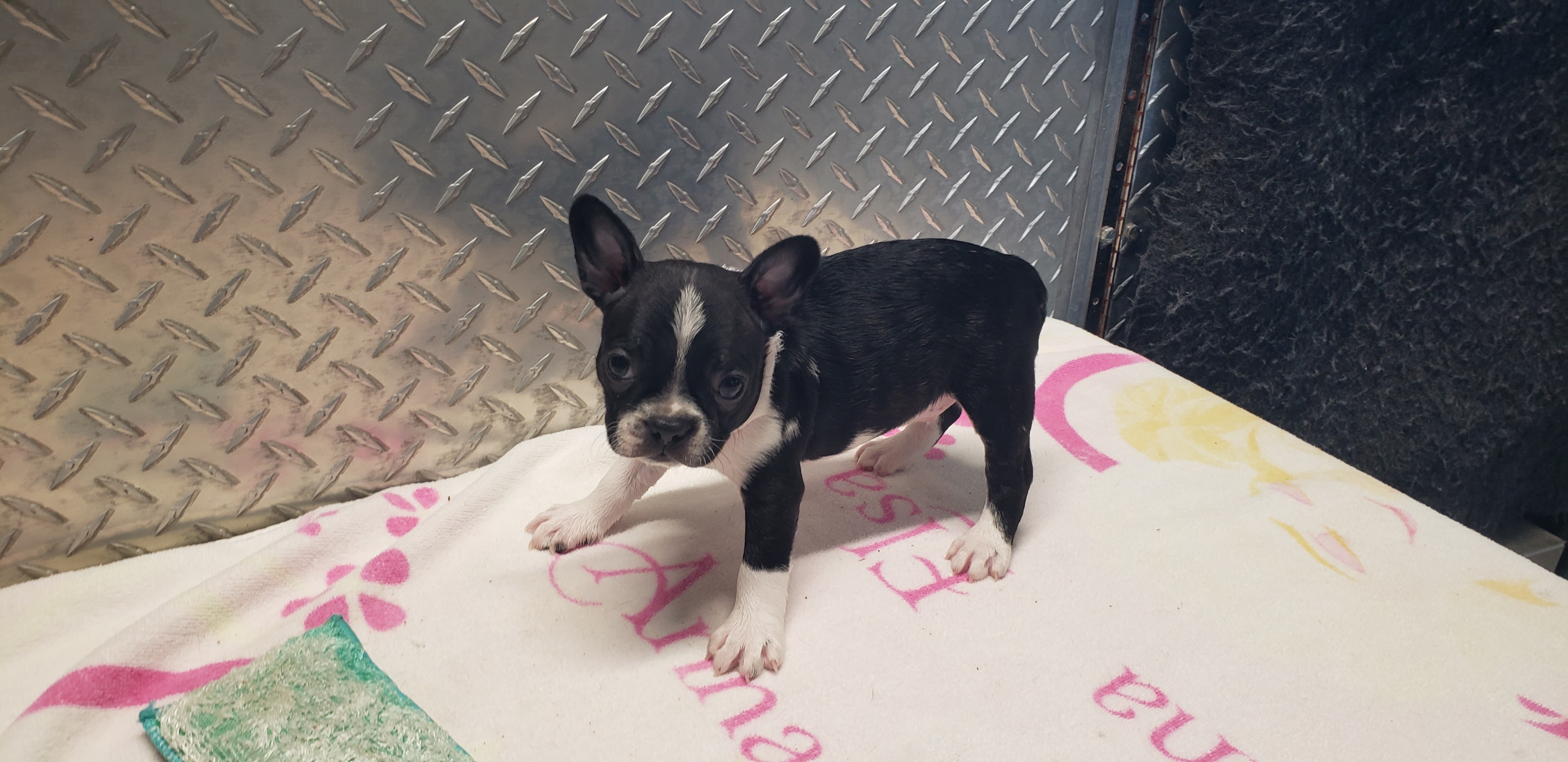 puppy, for, sale, Boston Terrier, Gayle  Baker, dog, breeder, Minneapolis, KS, dog-breeder, puppy-for-sale, forsale, nearby, find, puppyfind, locator, puppylocator, aca