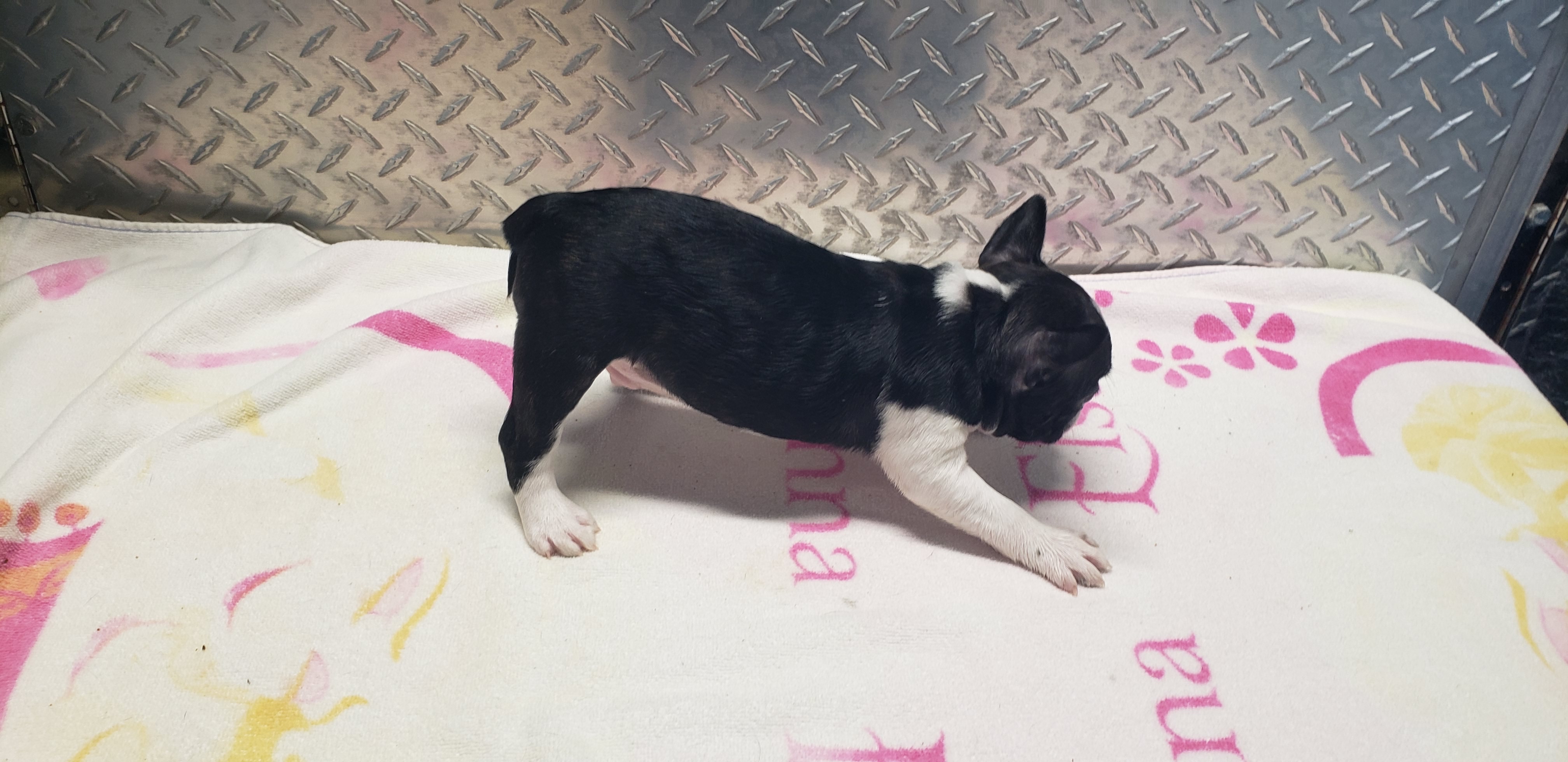 puppy, for, sale, Boston Terrier, Gayle  Baker, dog, breeder, Minneapolis, KS, dog-breeder, puppy-for-sale, forsale, nearby, find, puppyfind, locator, puppylocator, aca