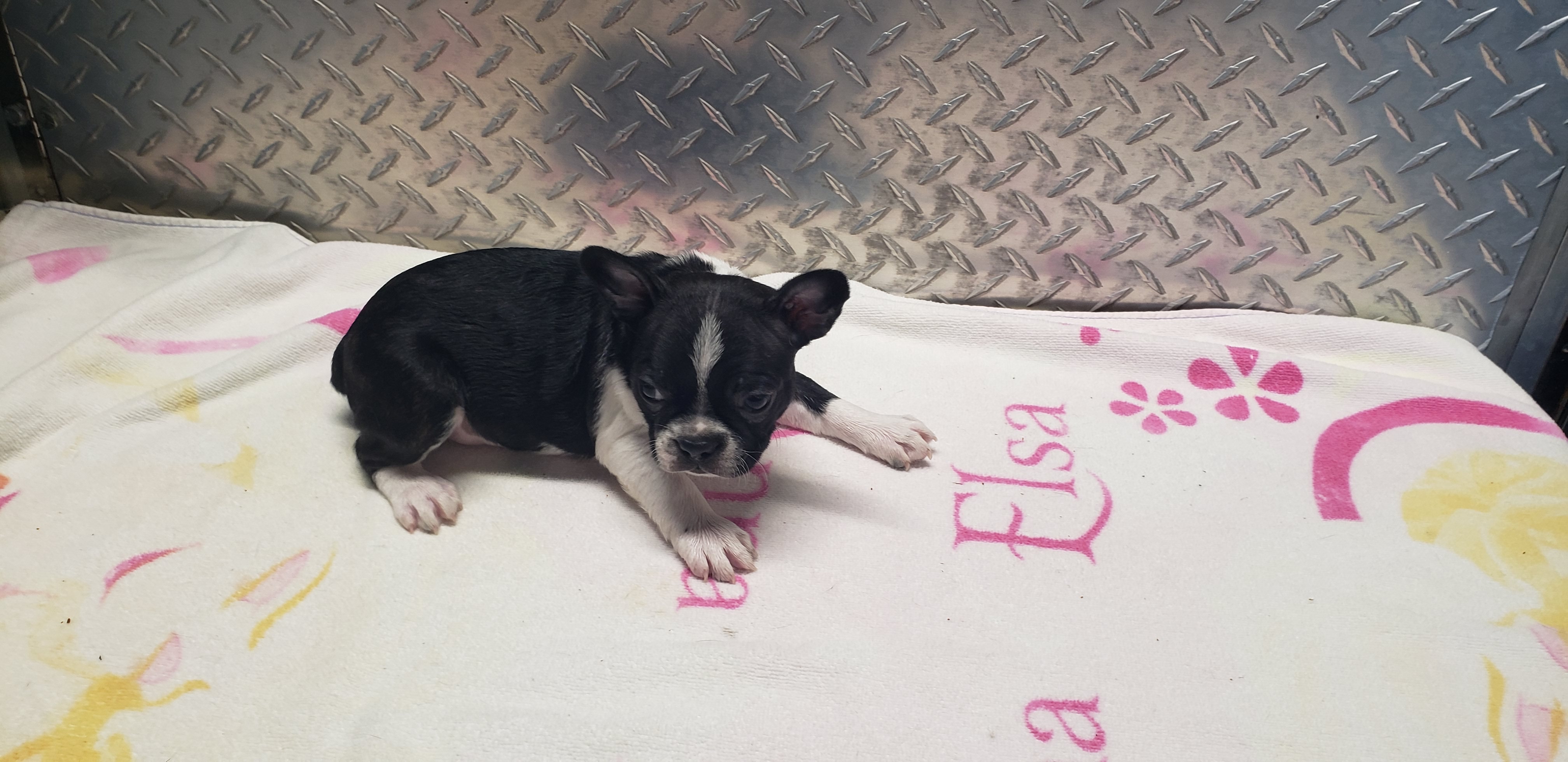 puppy, for, sale, Boston Terrier, Gayle  Baker, dog, breeder, Minneapolis, KS, dog-breeder, puppy-for-sale, forsale, nearby, find, puppyfind, locator, puppylocator, aca