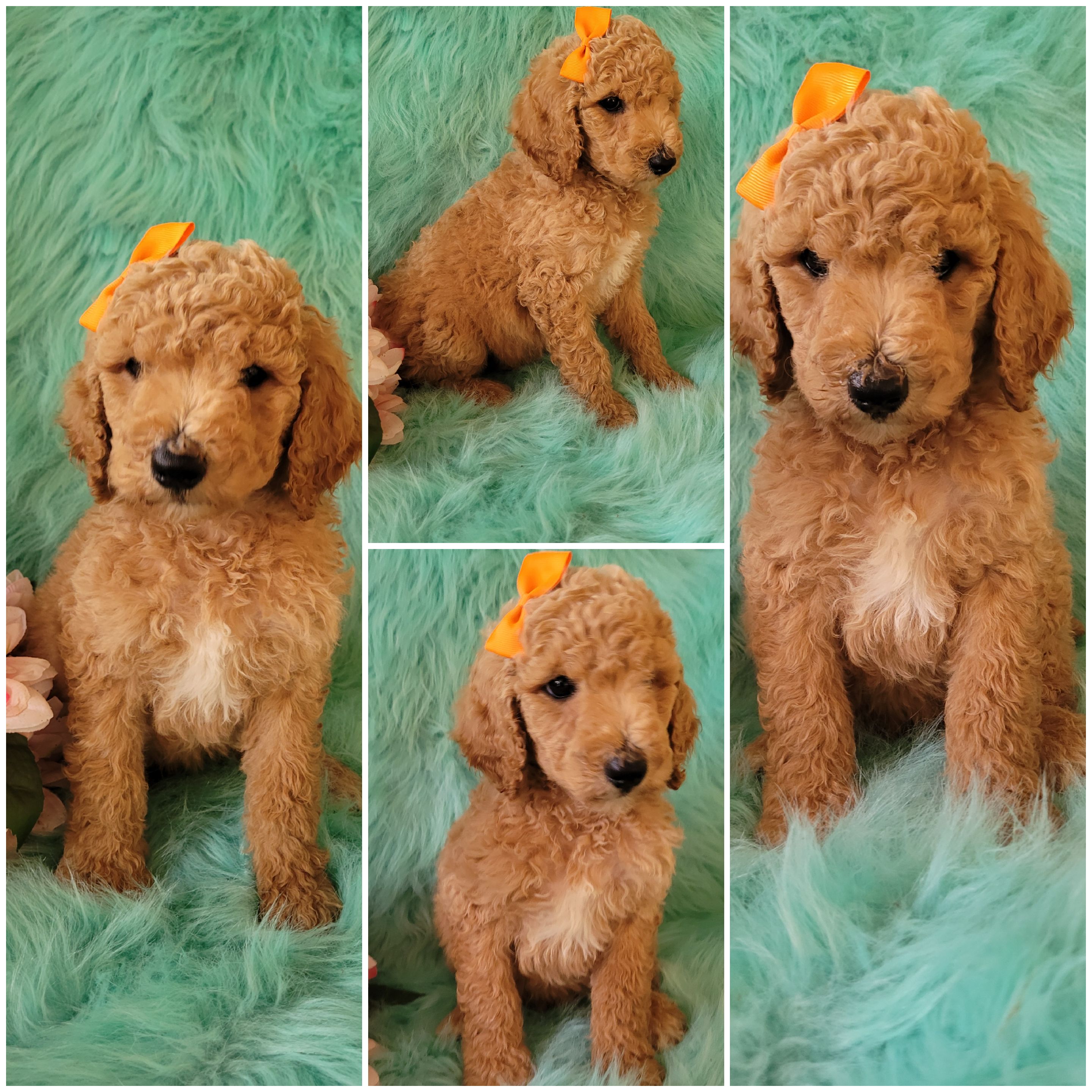 puppy, for, sale, , Lydia  Brashear, dog, breeder, West Plains, MO, dog-breeder, puppy-for-sale, forsale, nearby, find, puppyfind, locator, puppylocator, aca