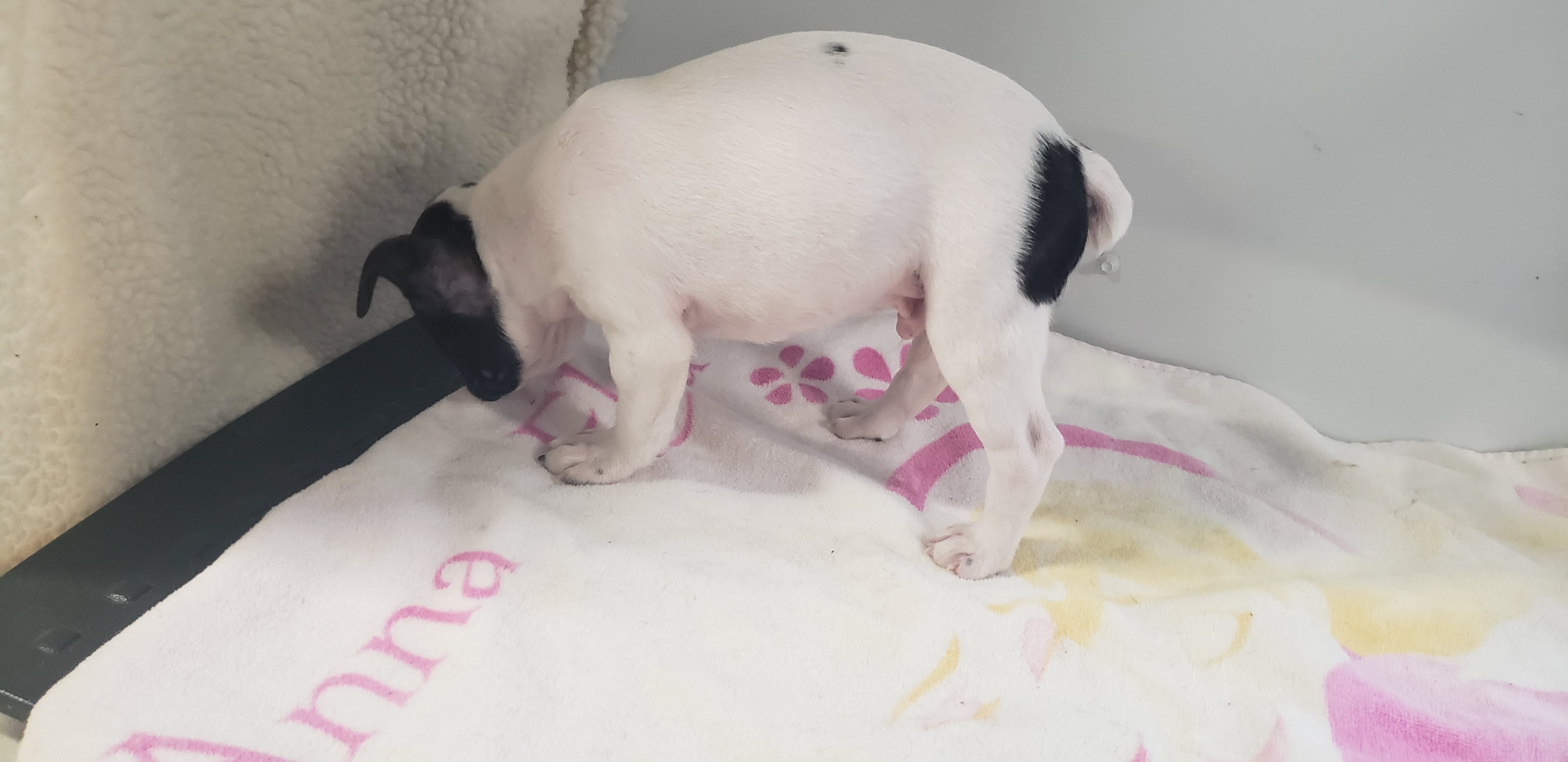 puppy, for, sale, Boston Terrier, Gayle  Baker, dog, breeder, Minneapolis, KS, dog-breeder, puppy-for-sale, forsale, nearby, find, puppyfind, locator, puppylocator, aca