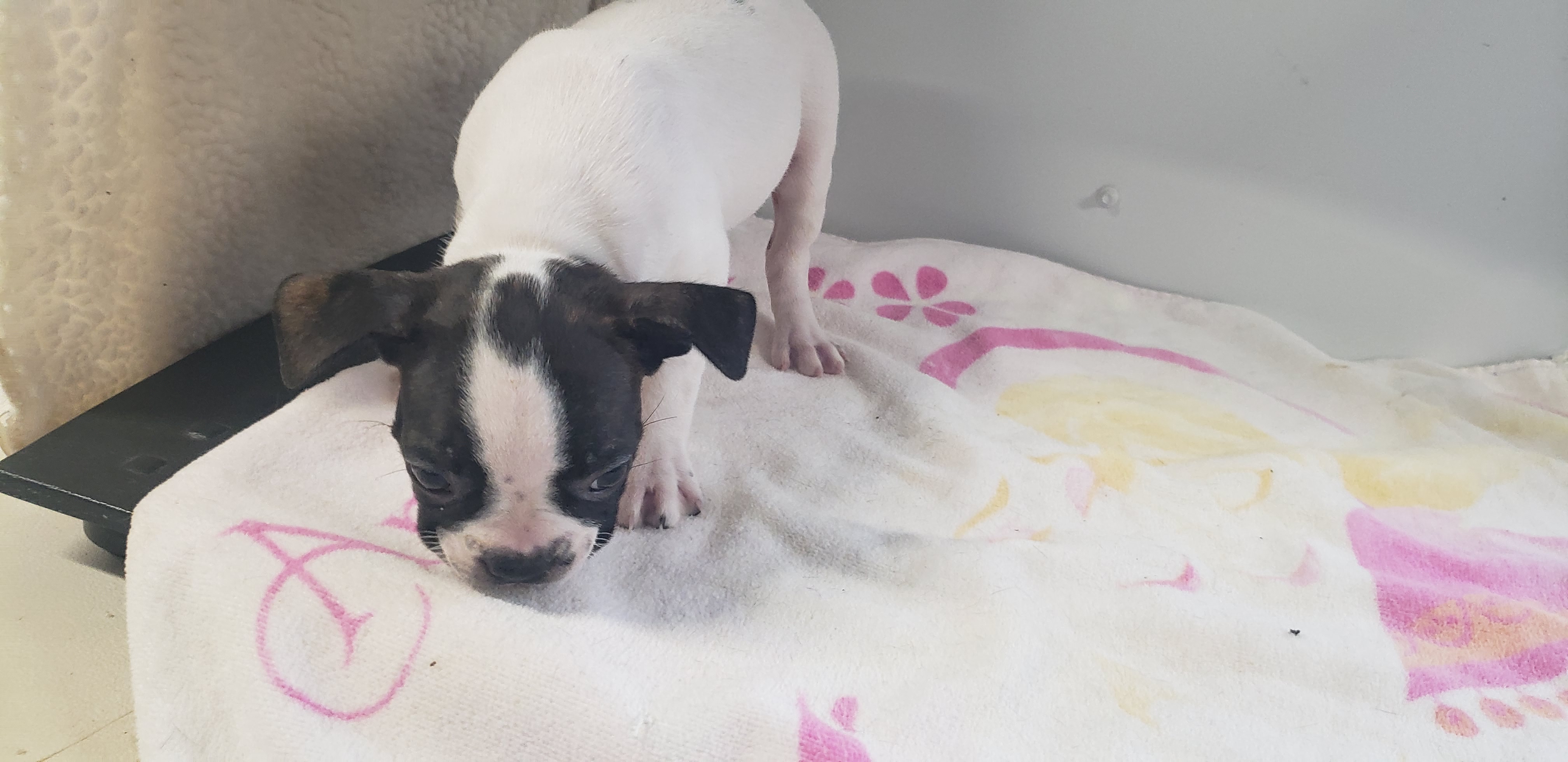puppy, for, sale, Boston Terrier, Gayle  Baker, dog, breeder, Minneapolis, KS, dog-breeder, puppy-for-sale, forsale, nearby, find, puppyfind, locator, puppylocator, aca