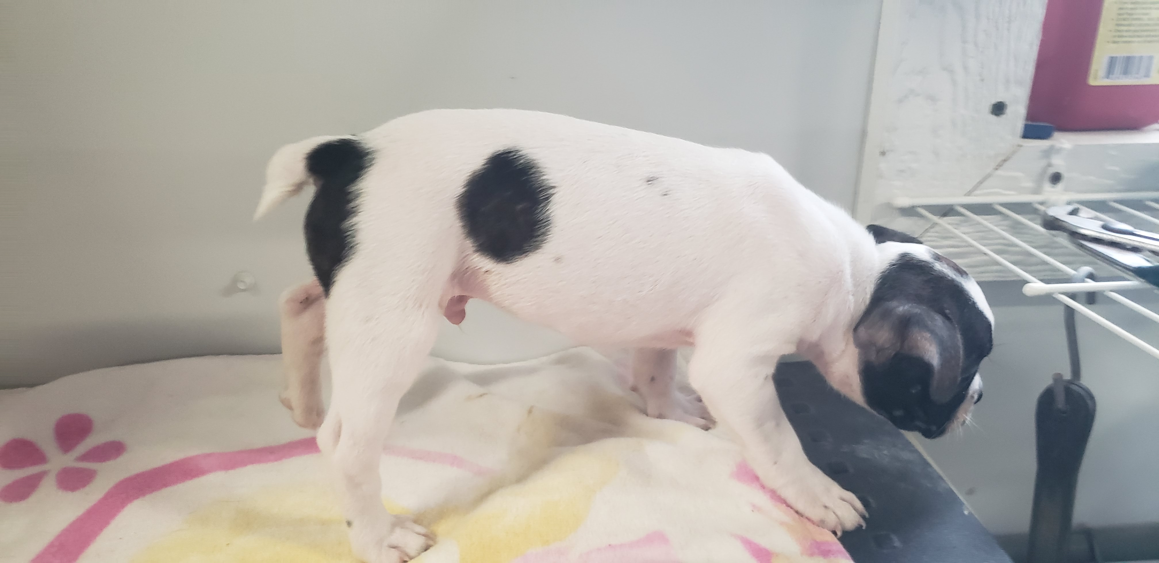 puppy, for, sale, Boston Terrier, Gayle  Baker, dog, breeder, Minneapolis, KS, dog-breeder, puppy-for-sale, forsale, nearby, find, puppyfind, locator, puppylocator, aca