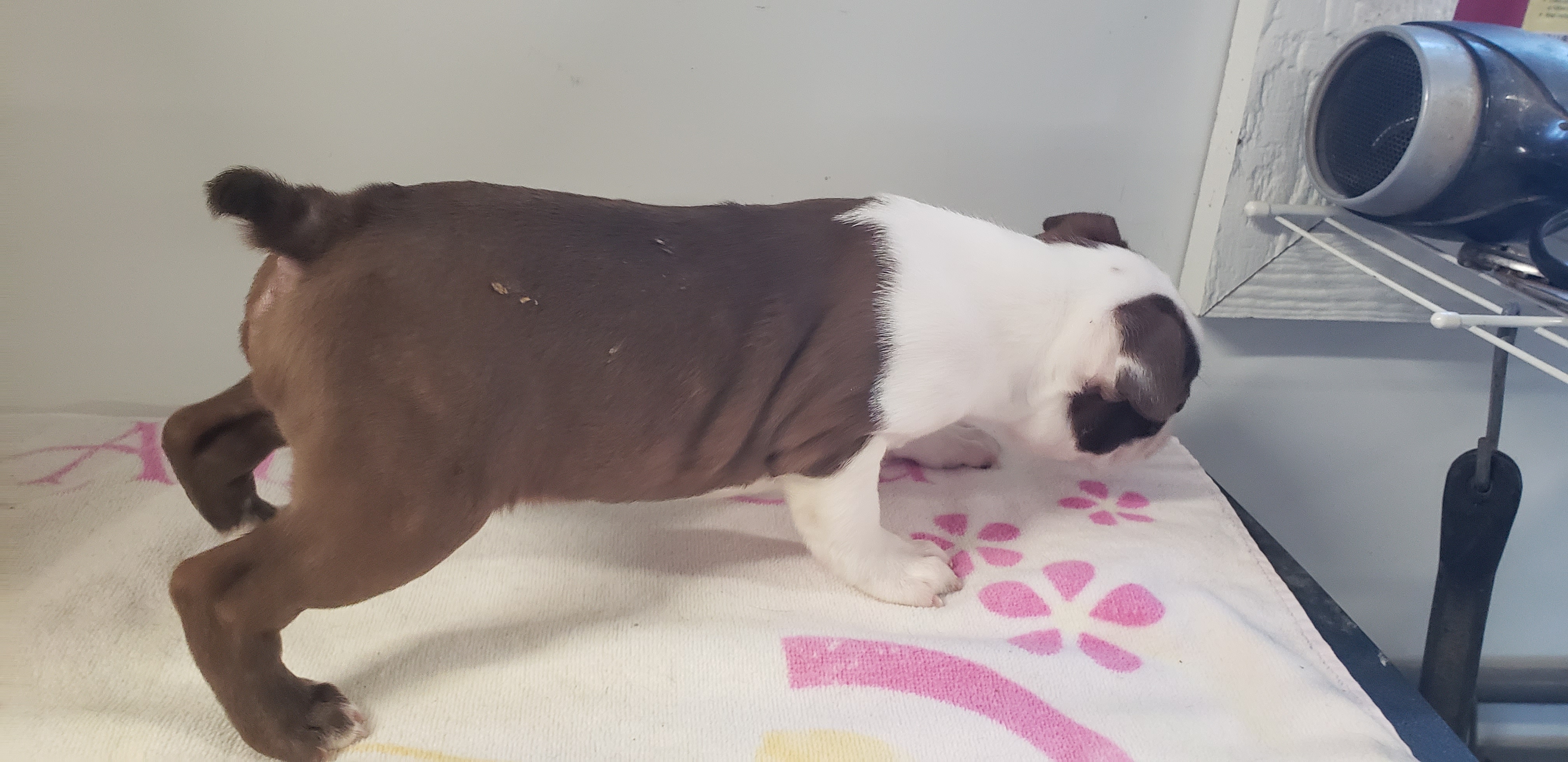 puppy, for, sale, Boston Terrier, Gayle  Baker, dog, breeder, Minneapolis, KS, dog-breeder, puppy-for-sale, forsale, nearby, find, puppyfind, locator, puppylocator, aca