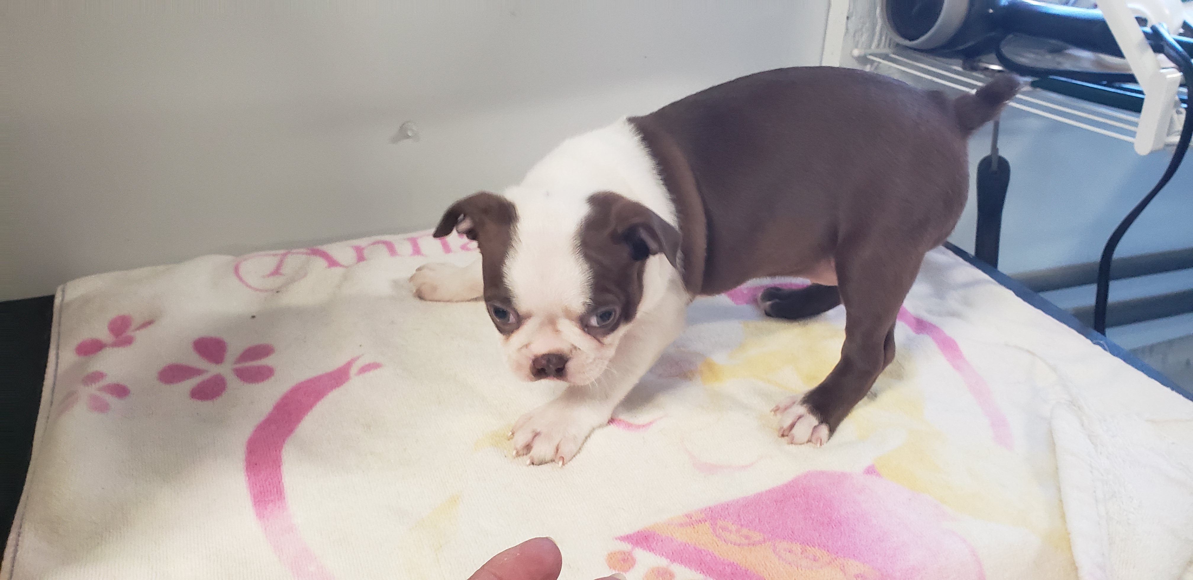 puppy, for, sale, Boston Terrier, Gayle  Baker, dog, breeder, Minneapolis, KS, dog-breeder, puppy-for-sale, forsale, nearby, find, puppyfind, locator, puppylocator, aca