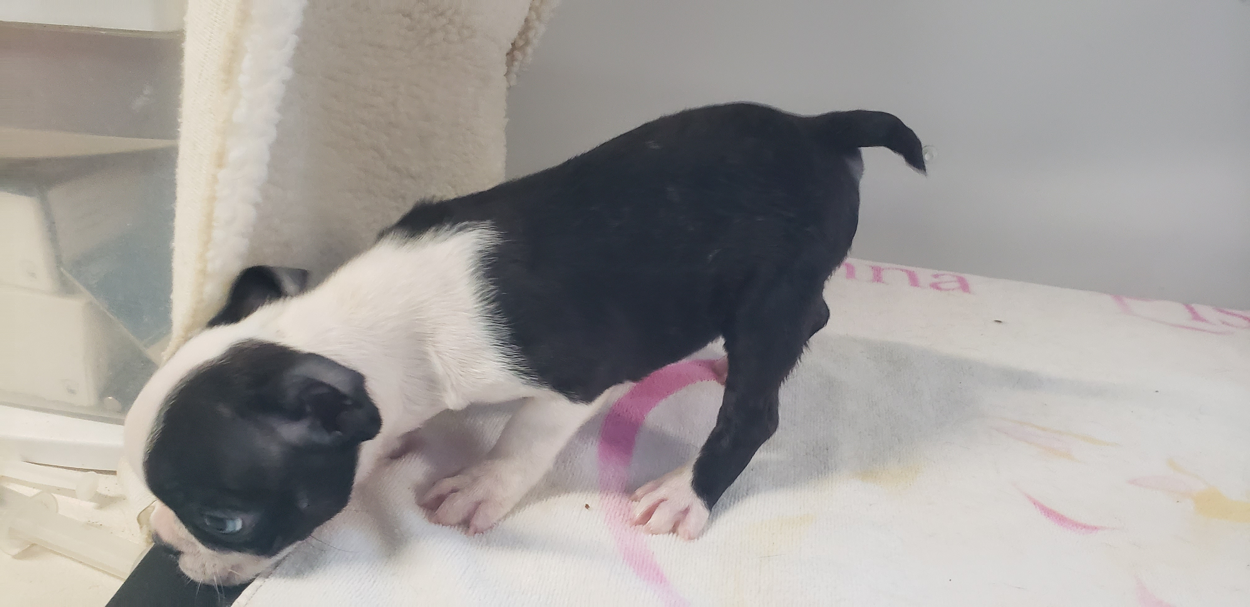 puppy, for, sale, Boston Terrier, Gayle  Baker, dog, breeder, Minneapolis, KS, dog-breeder, puppy-for-sale, forsale, nearby, find, puppyfind, locator, puppylocator, aca