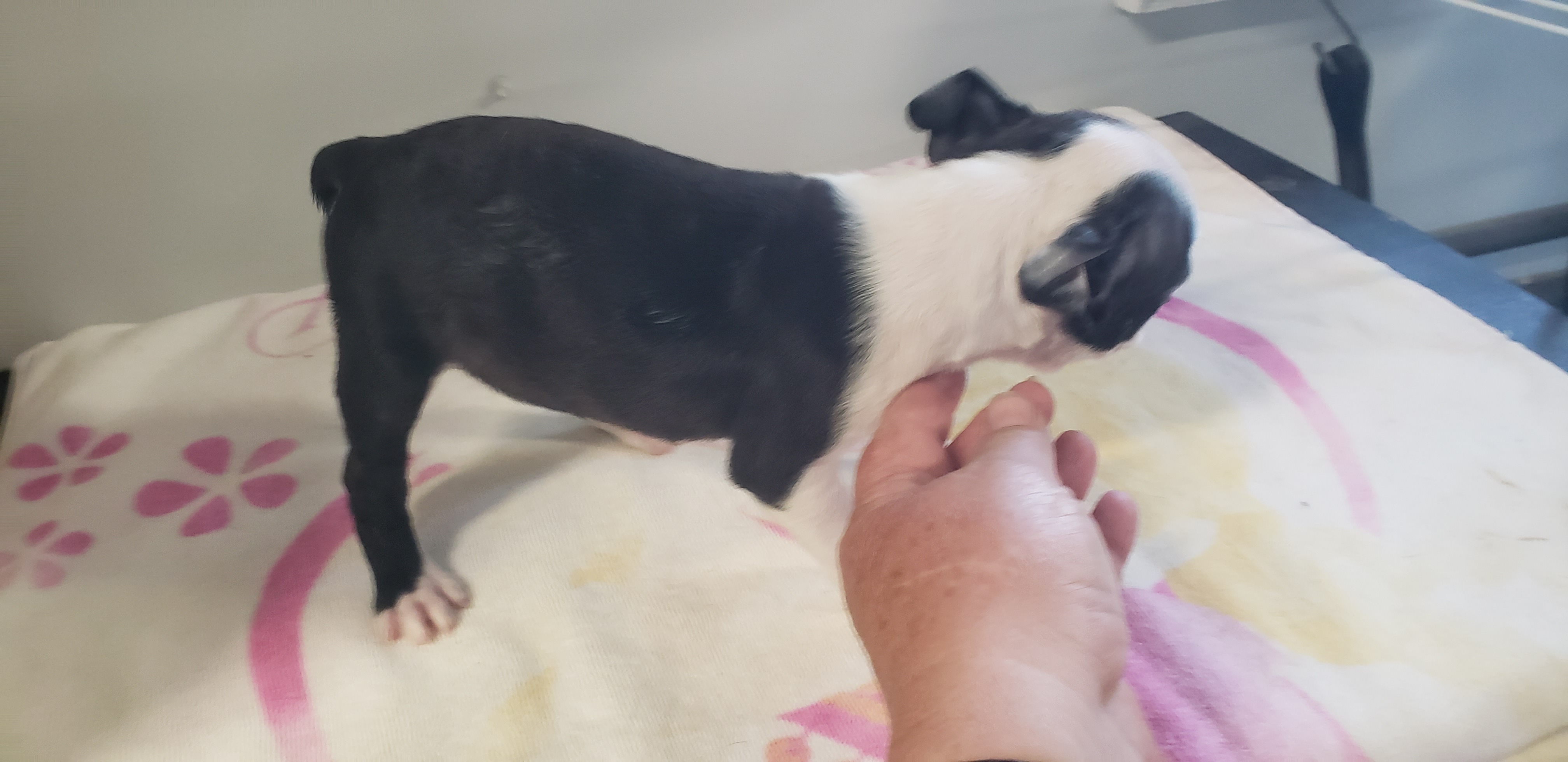 puppy, for, sale, Boston Terrier, Gayle  Baker, dog, breeder, Minneapolis, KS, dog-breeder, puppy-for-sale, forsale, nearby, find, puppyfind, locator, puppylocator, aca