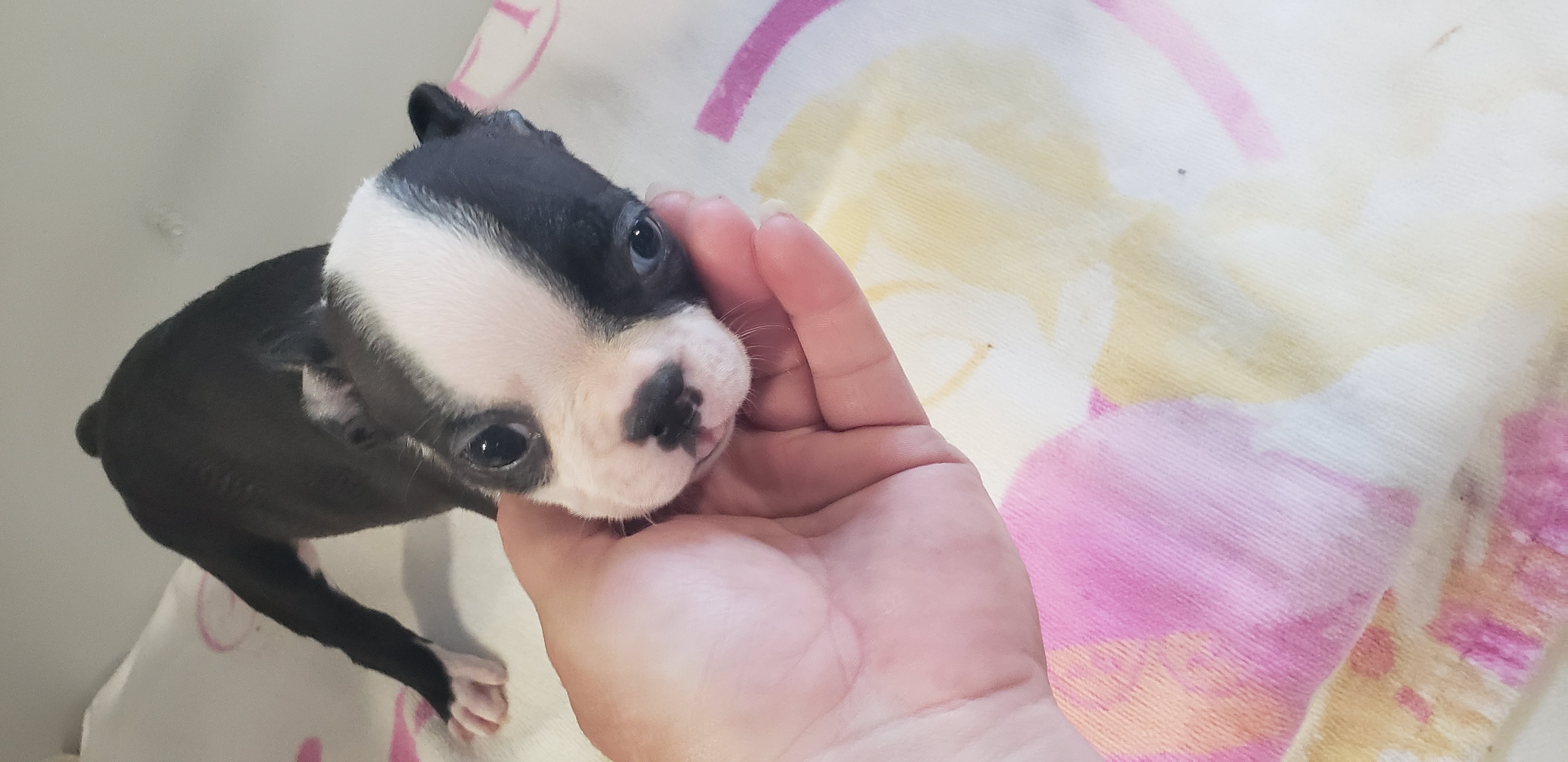 puppy, for, sale, Boston Terrier, Gayle  Baker, dog, breeder, Minneapolis, KS, dog-breeder, puppy-for-sale, forsale, nearby, find, puppyfind, locator, puppylocator, aca