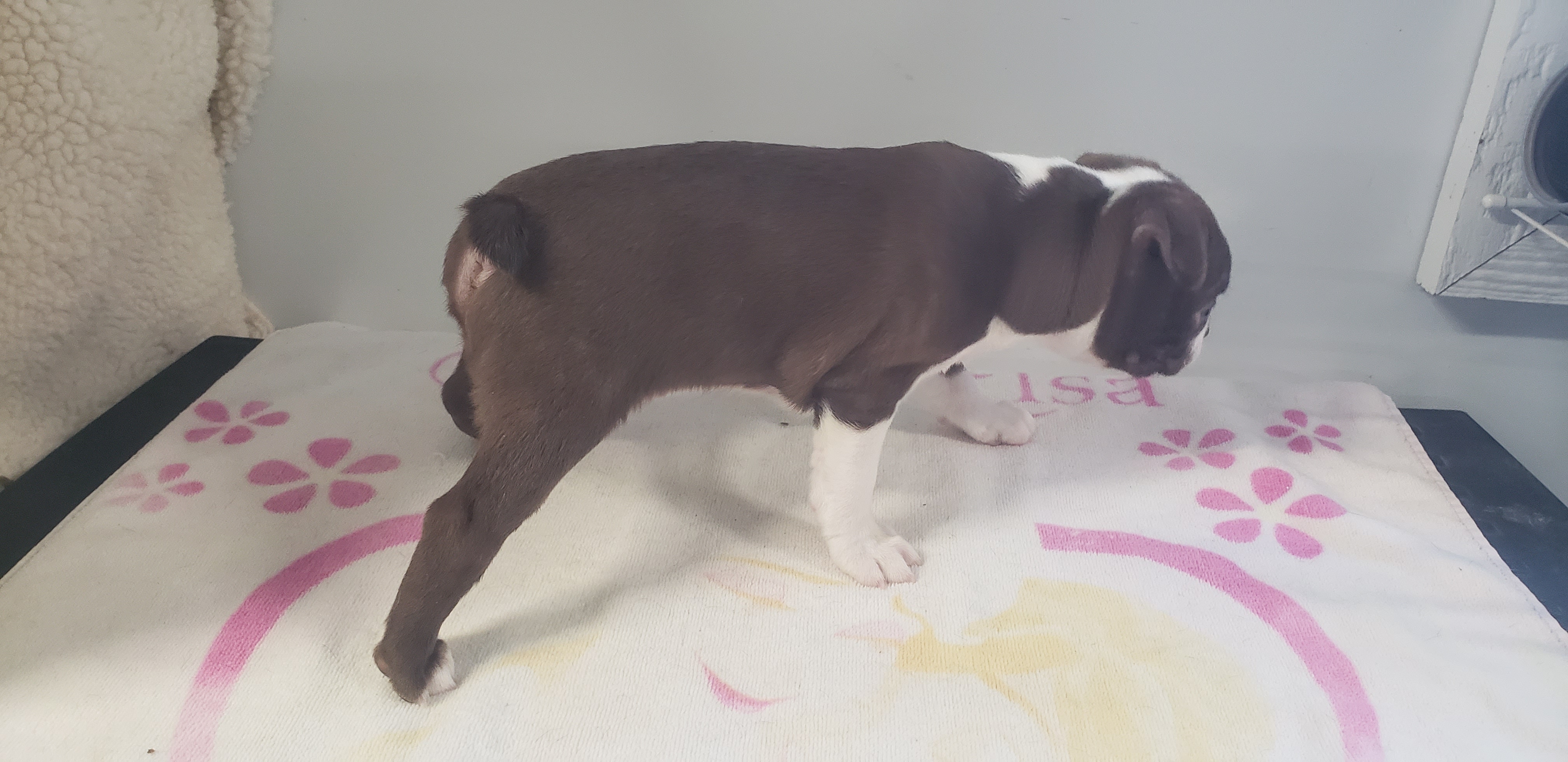 puppy, for, sale, Boston Terrier, Gayle  Baker, dog, breeder, Minneapolis, KS, dog-breeder, puppy-for-sale, forsale, nearby, find, puppyfind, locator, puppylocator, aca