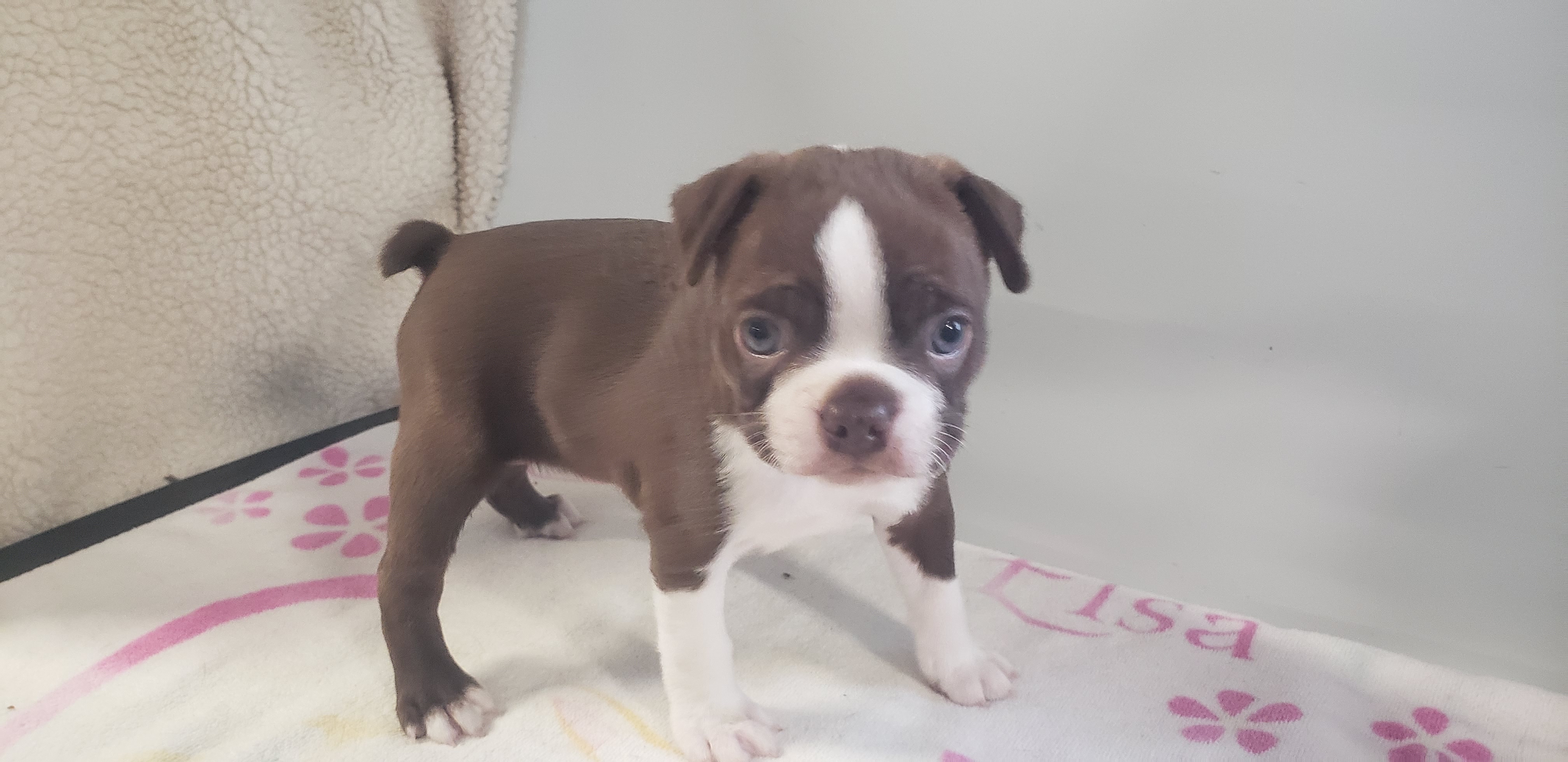 puppy, for, sale, Boston Terrier, Gayle  Baker, dog, breeder, Minneapolis, KS, dog-breeder, puppy-for-sale, forsale, nearby, find, puppyfind, locator, puppylocator, aca