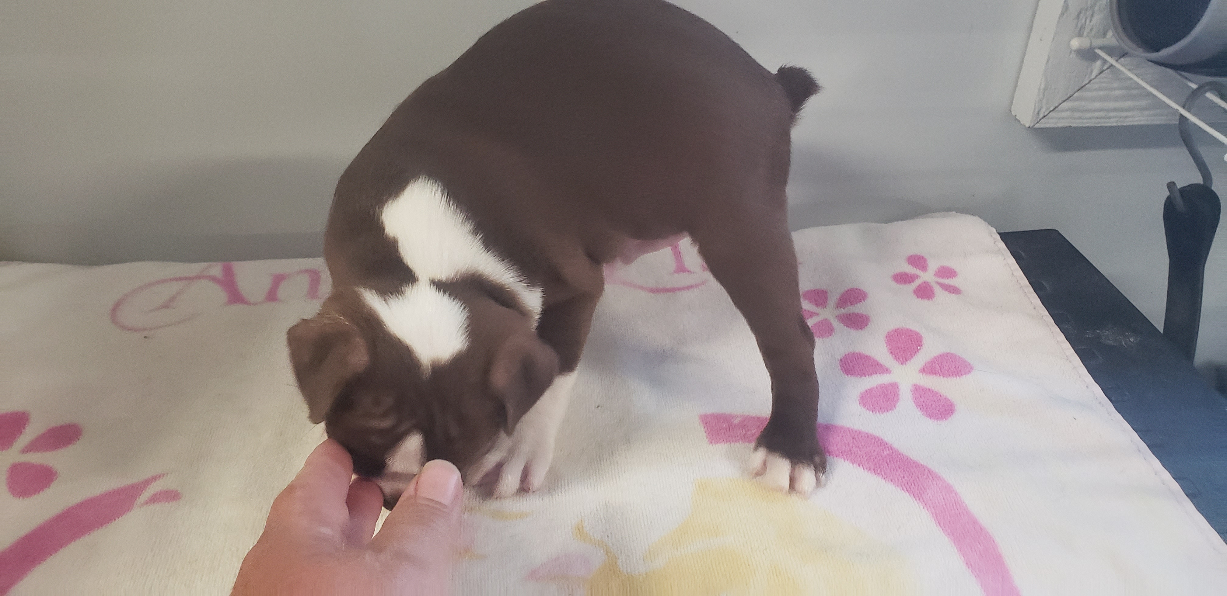 puppy, for, sale, Boston Terrier, Gayle  Baker, dog, breeder, Minneapolis, KS, dog-breeder, puppy-for-sale, forsale, nearby, find, puppyfind, locator, puppylocator, aca