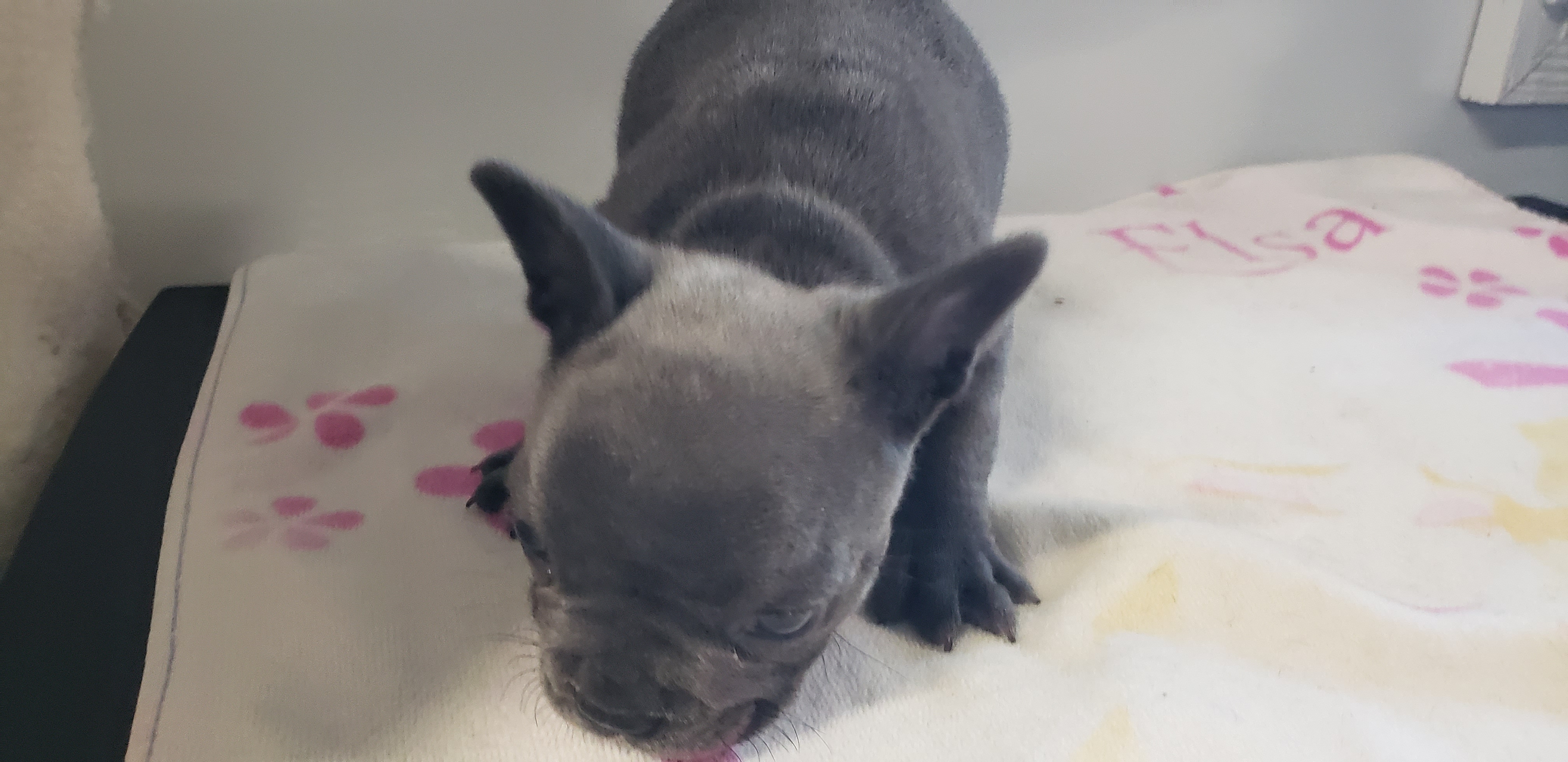 puppy, for, sale, French Bulldog, Gayle  Baker, dog, breeder, Minneapolis, KS, dog-breeder, puppy-for-sale, forsale, nearby, find, puppyfind, locator, puppylocator, aca