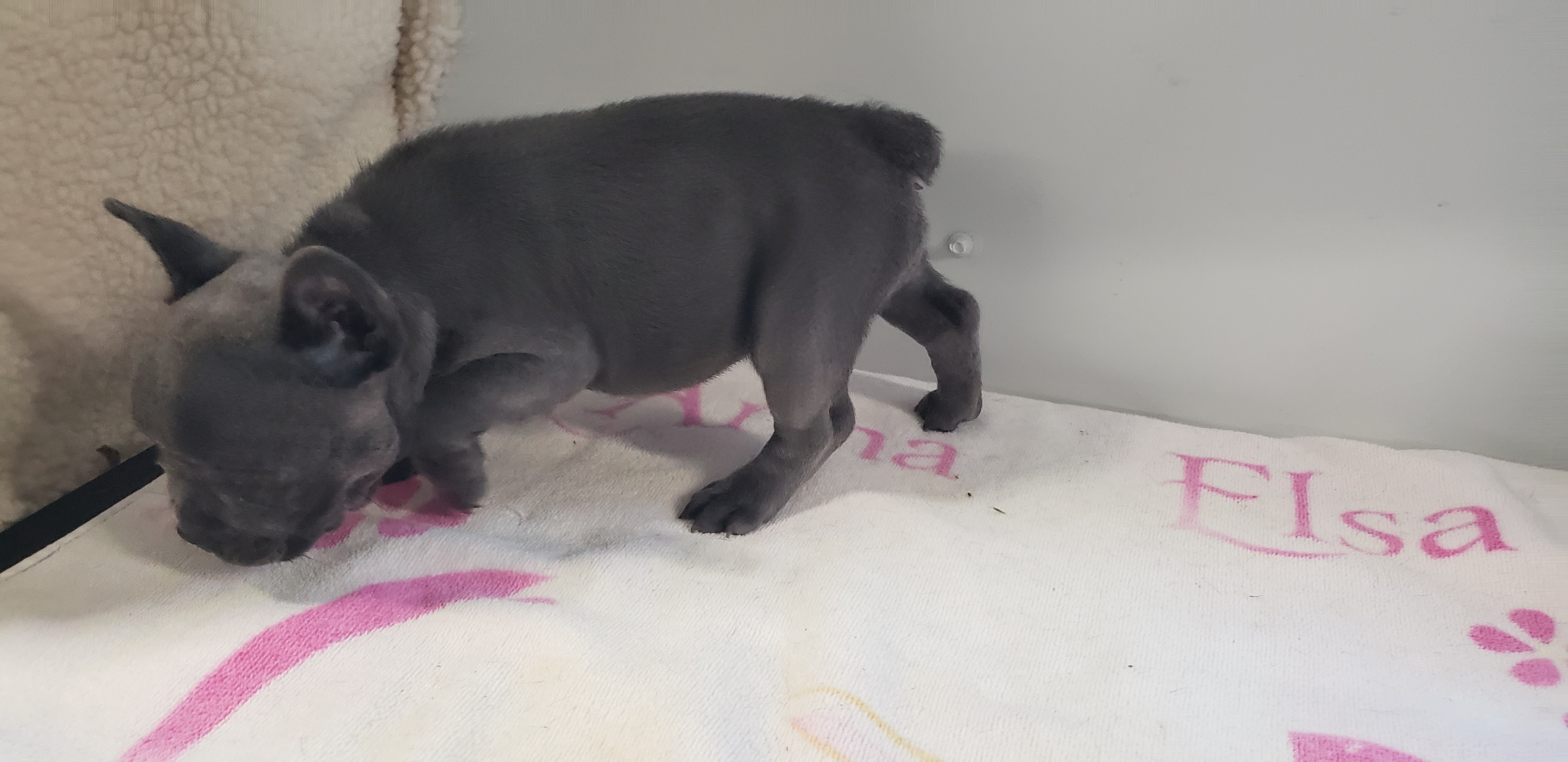 puppy, for, sale, French Bulldog, Gayle  Baker, dog, breeder, Minneapolis, KS, dog-breeder, puppy-for-sale, forsale, nearby, find, puppyfind, locator, puppylocator, aca