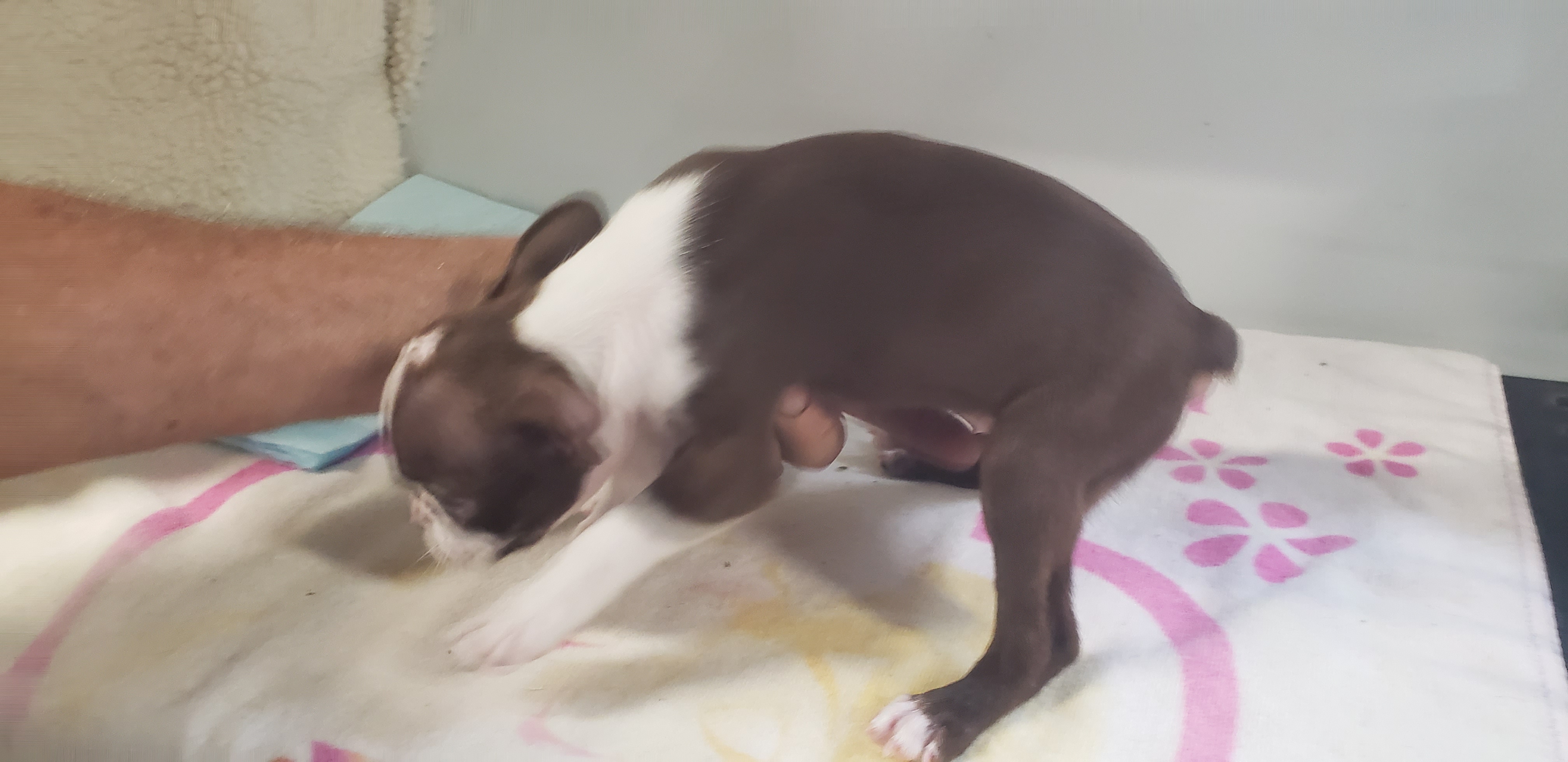 puppy, for, sale, Boston Terrier, Gayle  Baker, dog, breeder, Minneapolis, KS, dog-breeder, puppy-for-sale, forsale, nearby, find, puppyfind, locator, puppylocator, aca