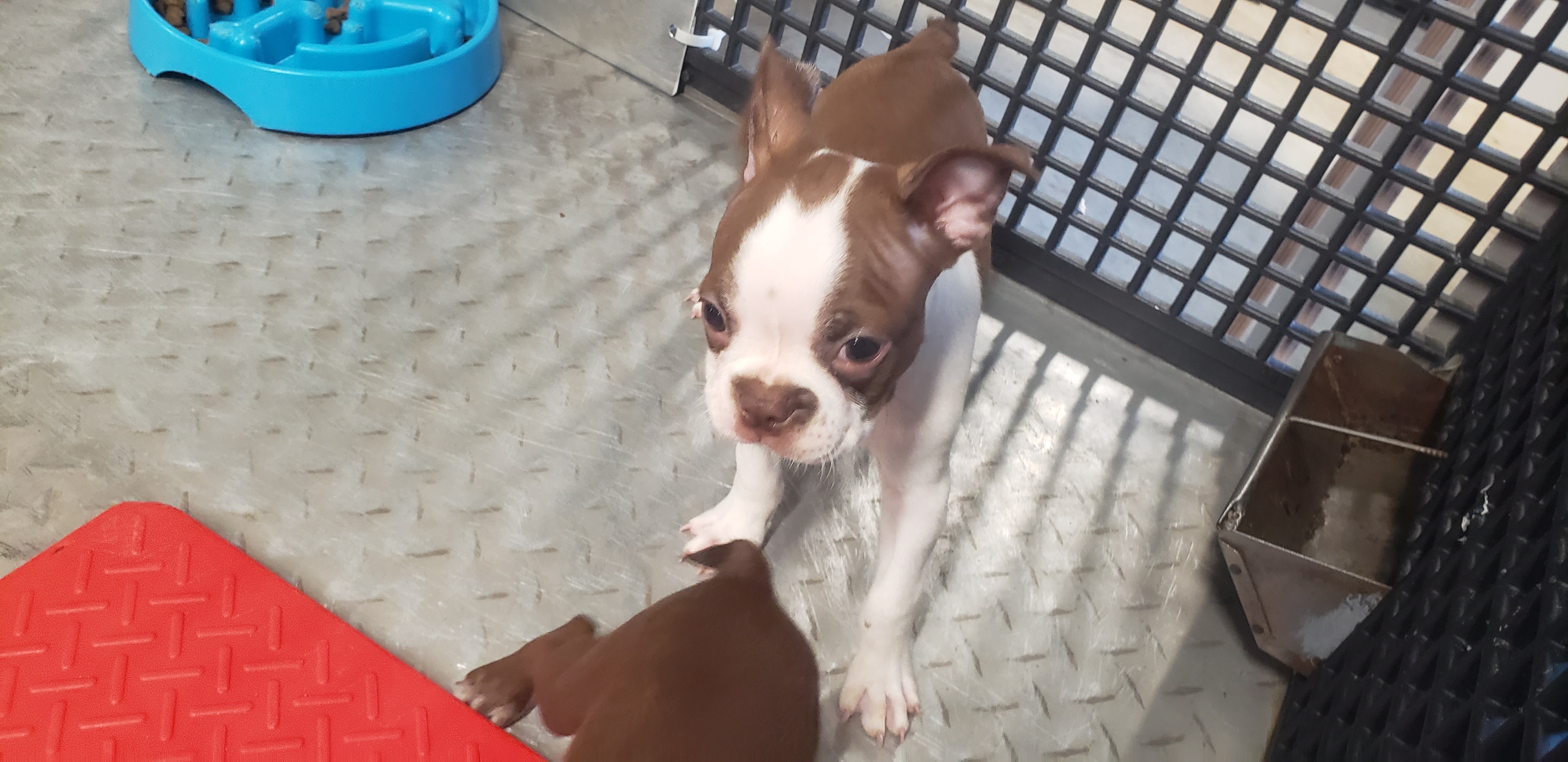 puppy, for, sale, Boston Terrier, Gayle  Baker, dog, breeder, Minneapolis, KS, dog-breeder, puppy-for-sale, forsale, nearby, find, puppyfind, locator, puppylocator, aca