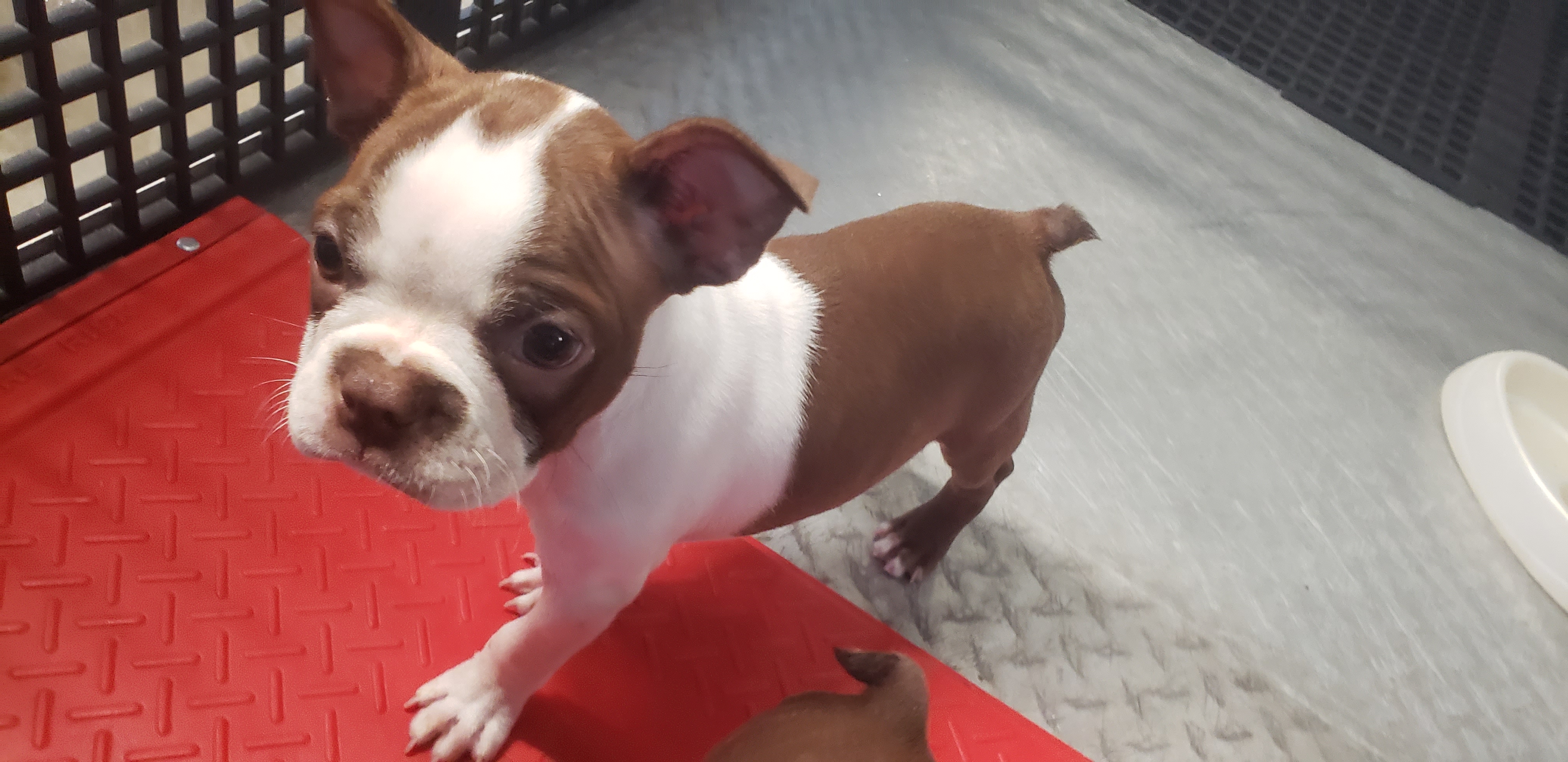 puppy, for, sale, Boston Terrier, Gayle  Baker, dog, breeder, Minneapolis, KS, dog-breeder, puppy-for-sale, forsale, nearby, find, puppyfind, locator, puppylocator, aca