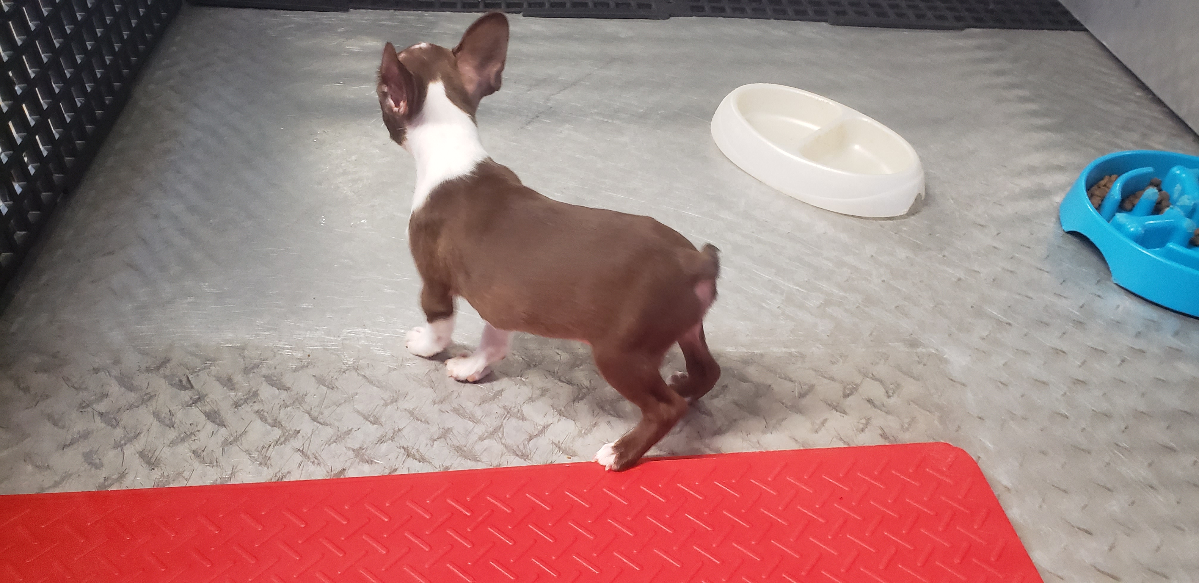 puppy, for, sale, Boston Terrier, Gayle  Baker, dog, breeder, Minneapolis, KS, dog-breeder, puppy-for-sale, forsale, nearby, find, puppyfind, locator, puppylocator, aca