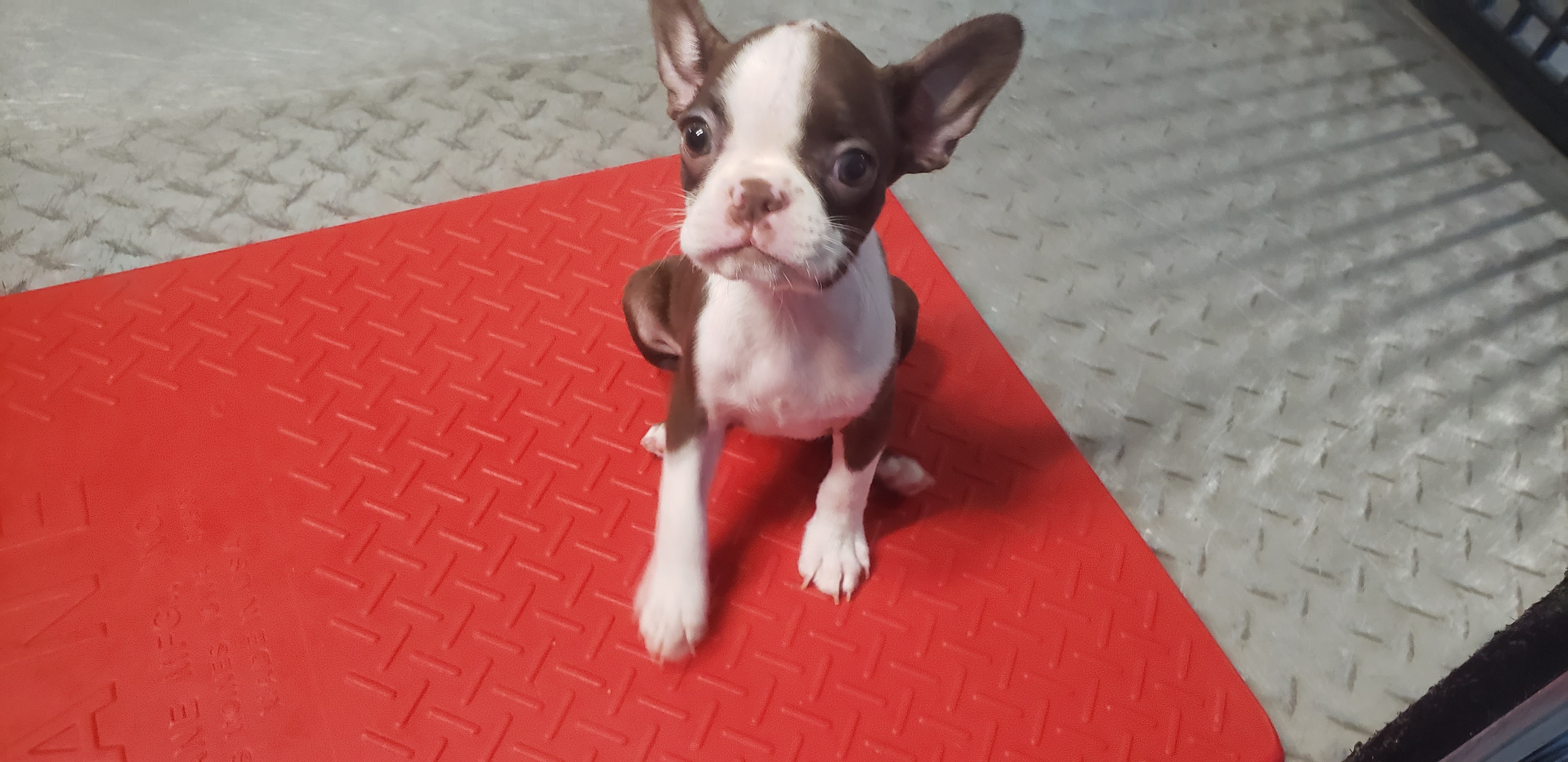 puppy, for, sale, Boston Terrier, Gayle  Baker, dog, breeder, Minneapolis, KS, dog-breeder, puppy-for-sale, forsale, nearby, find, puppyfind, locator, puppylocator, aca