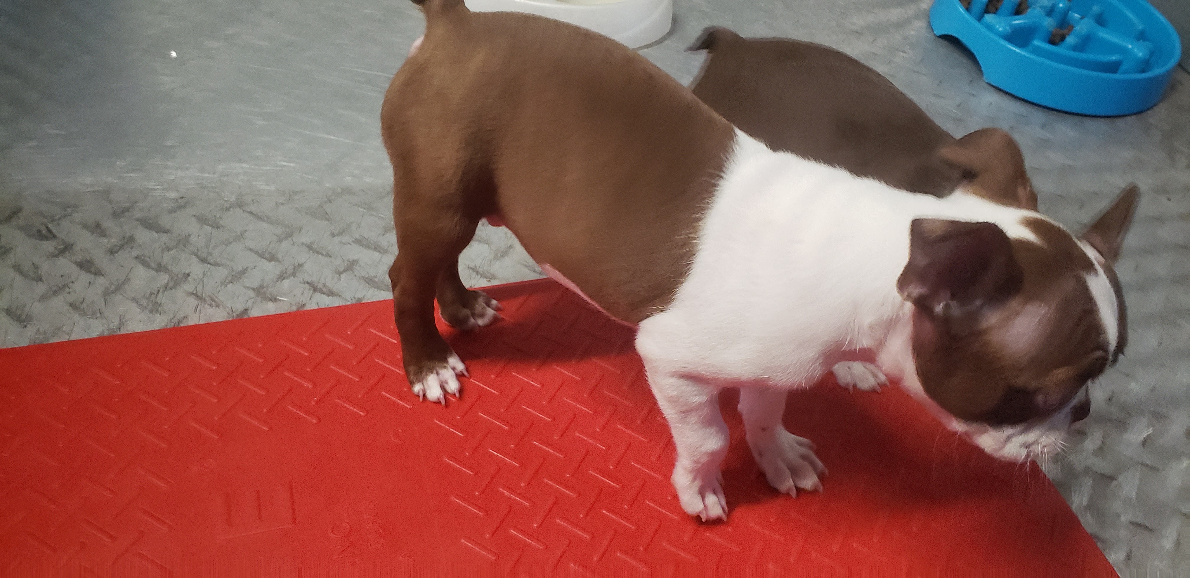 puppy, for, sale, Boston Terrier, Gayle  Baker, dog, breeder, Minneapolis, KS, dog-breeder, puppy-for-sale, forsale, nearby, find, puppyfind, locator, puppylocator, aca