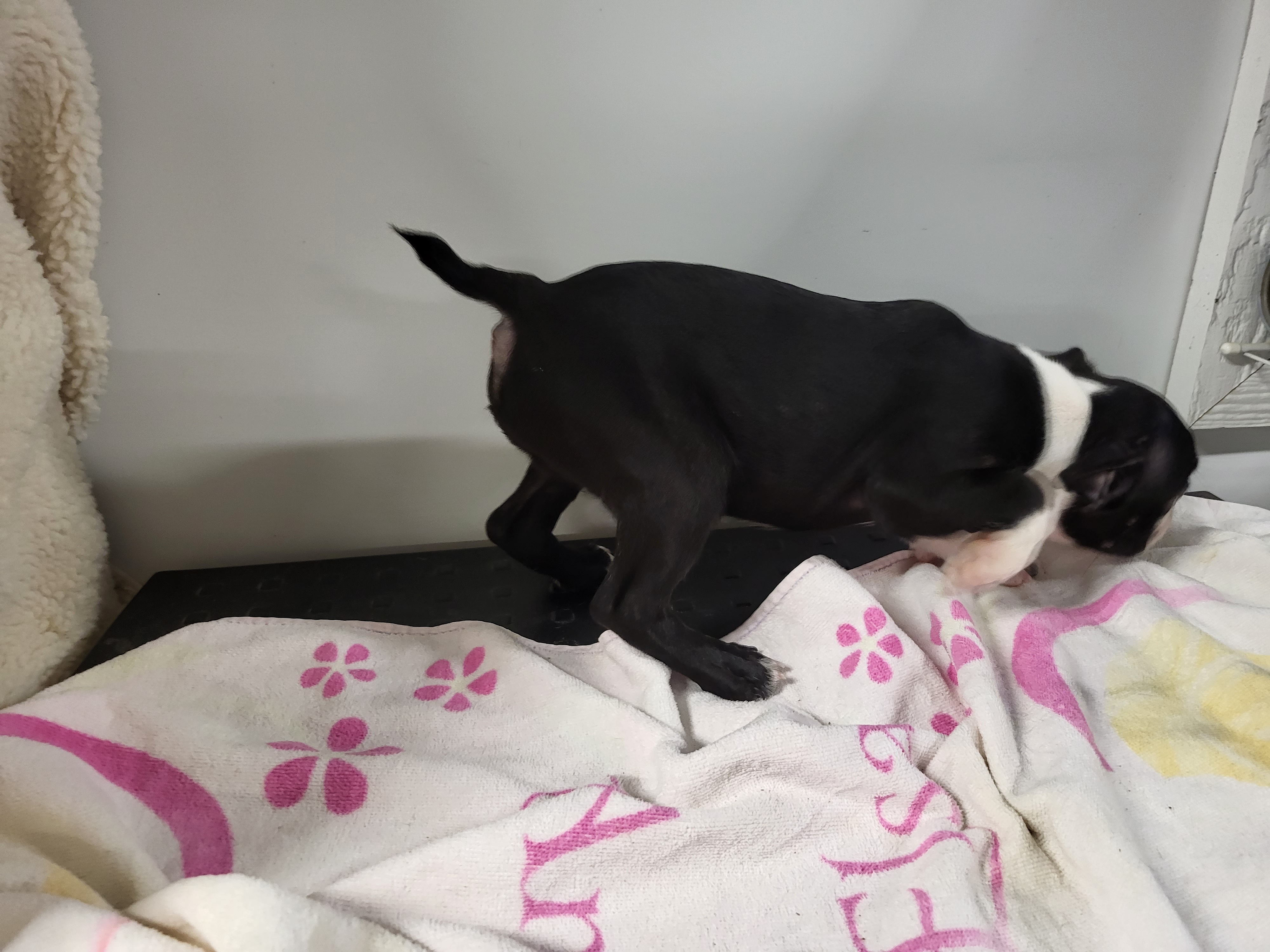 puppy, for, sale, Boston Terrier, Gayle  Baker, dog, breeder, Minneapolis, KS, dog-breeder, puppy-for-sale, forsale, nearby, find, puppyfind, locator, puppylocator, aca