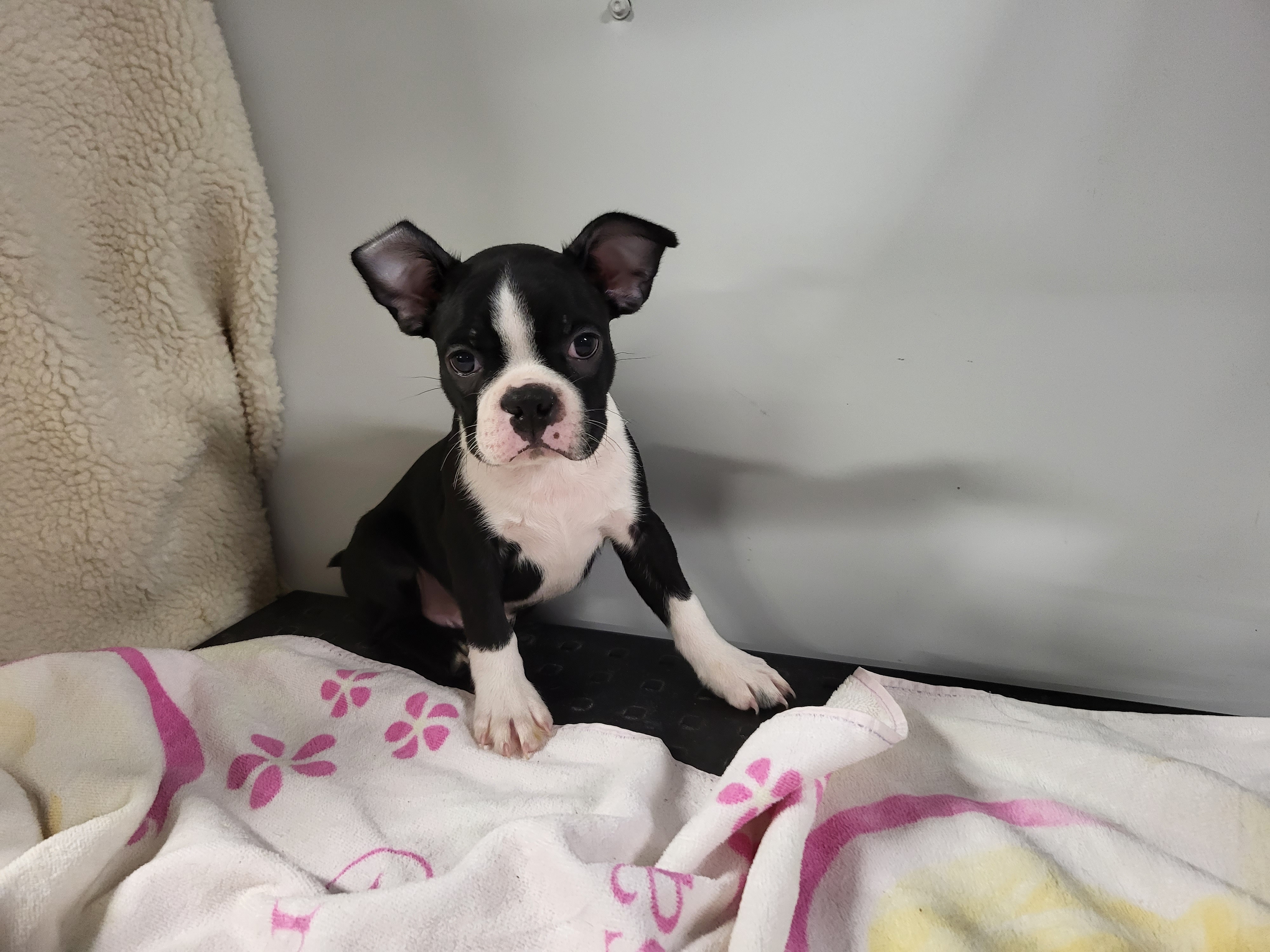 puppy, for, sale, Boston Terrier, Gayle  Baker, dog, breeder, Minneapolis, KS, dog-breeder, puppy-for-sale, forsale, nearby, find, puppyfind, locator, puppylocator, aca