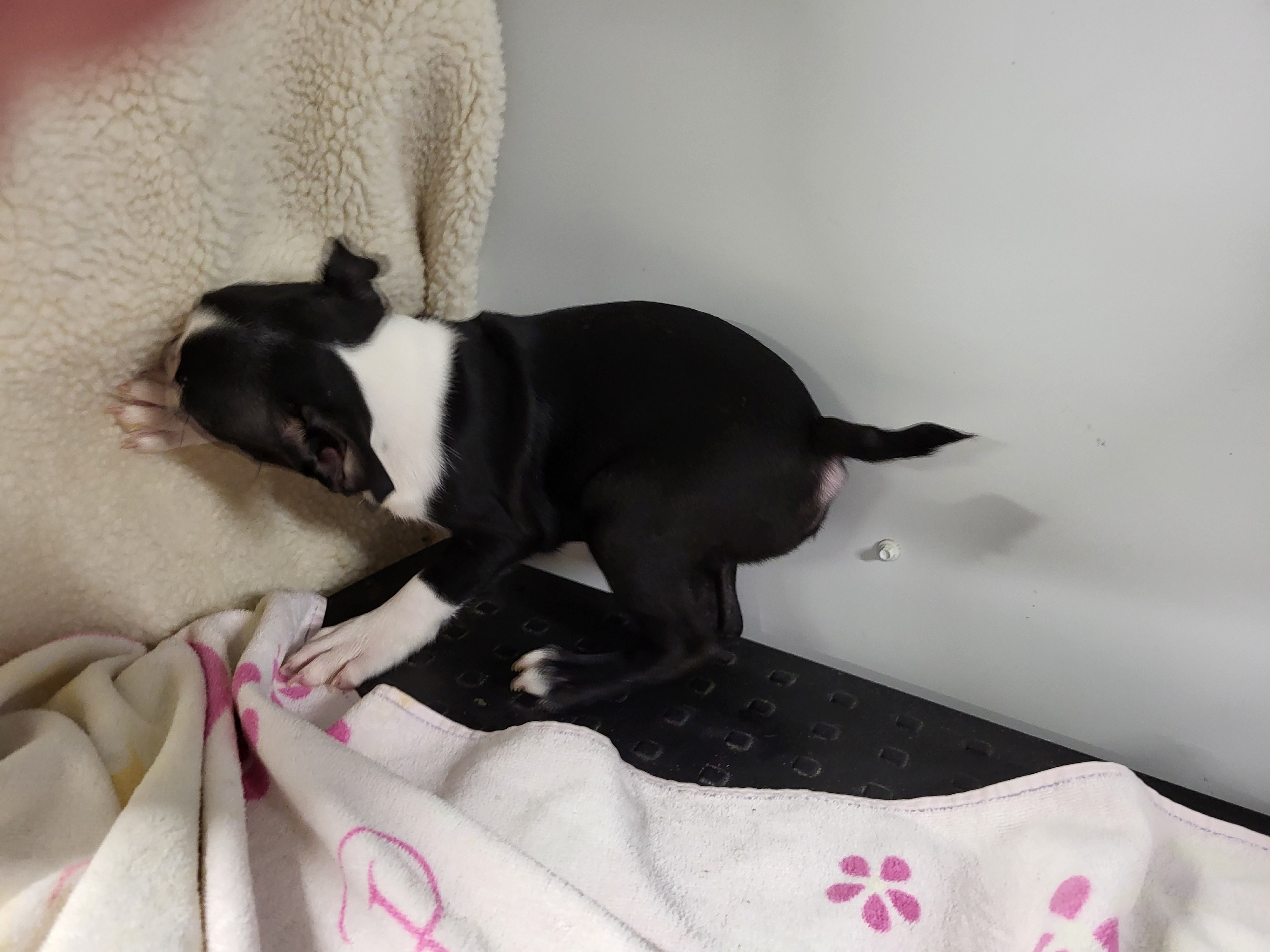 puppy, for, sale, Boston Terrier, Gayle  Baker, dog, breeder, Minneapolis, KS, dog-breeder, puppy-for-sale, forsale, nearby, find, puppyfind, locator, puppylocator, aca