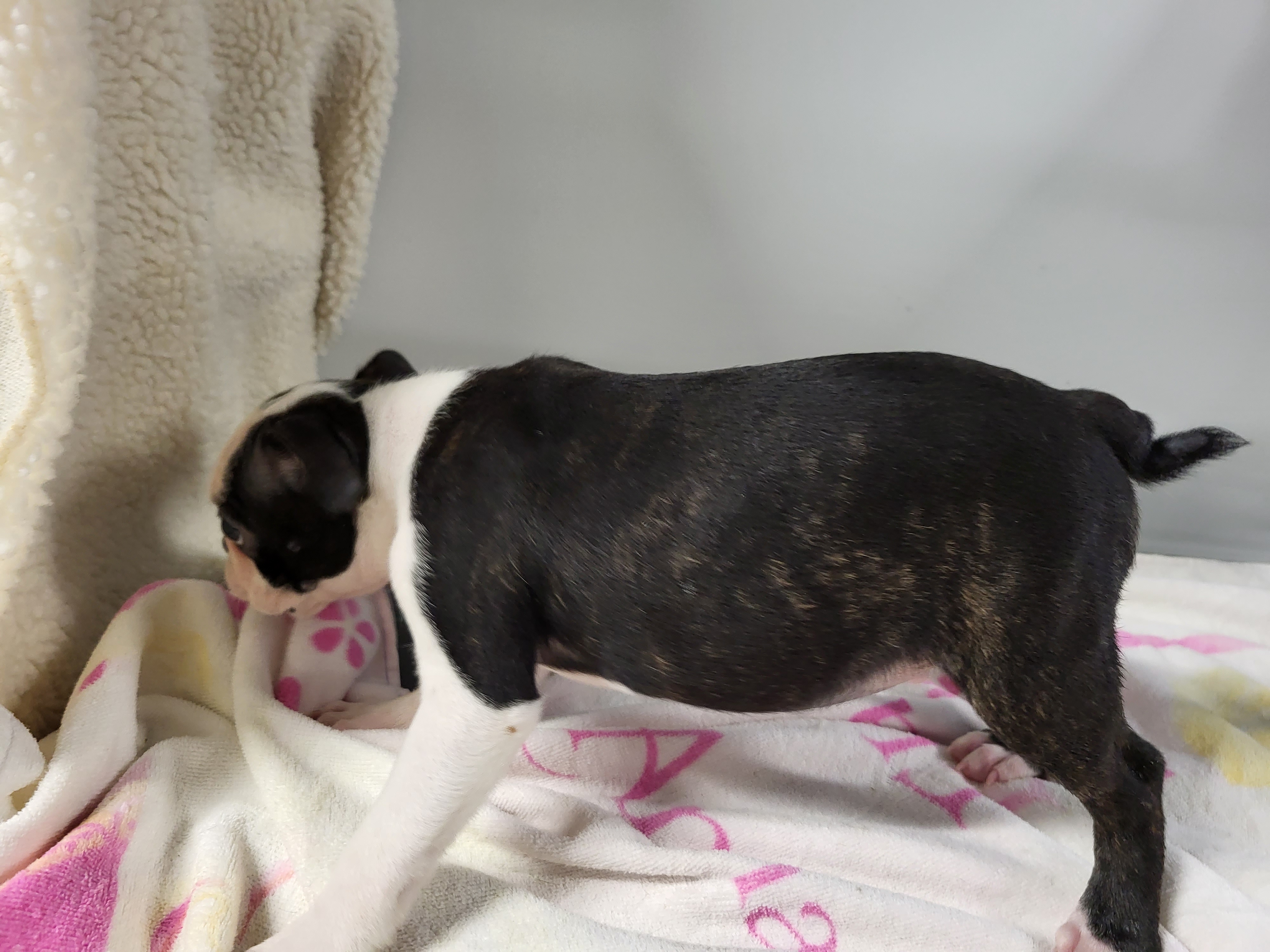 puppy, for, sale, Boston Terrier, Gayle  Baker, dog, breeder, Minneapolis, KS, dog-breeder, puppy-for-sale, forsale, nearby, find, puppyfind, locator, puppylocator, aca