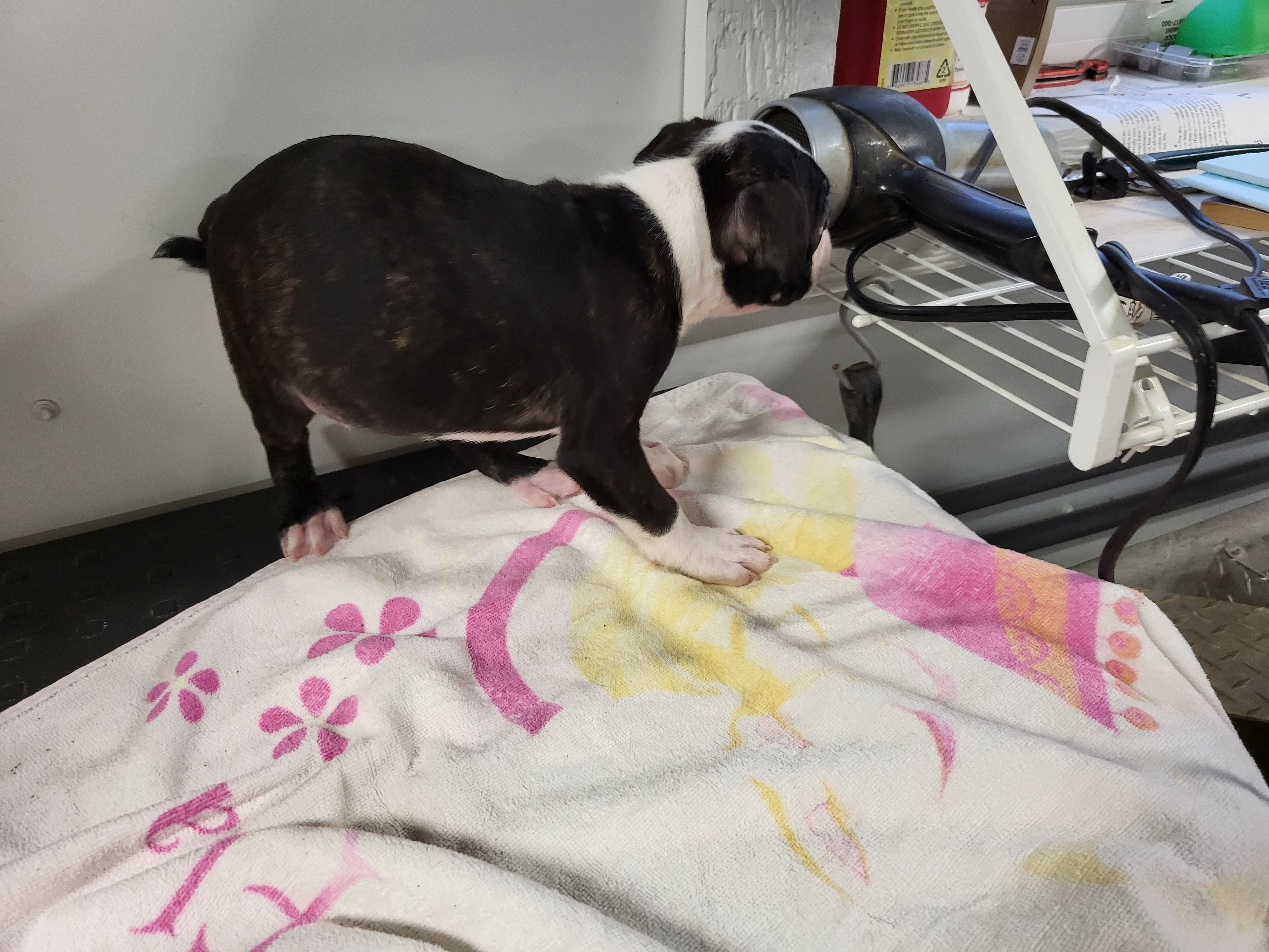 puppy, for, sale, Boston Terrier, Gayle  Baker, dog, breeder, Minneapolis, KS, dog-breeder, puppy-for-sale, forsale, nearby, find, puppyfind, locator, puppylocator, aca