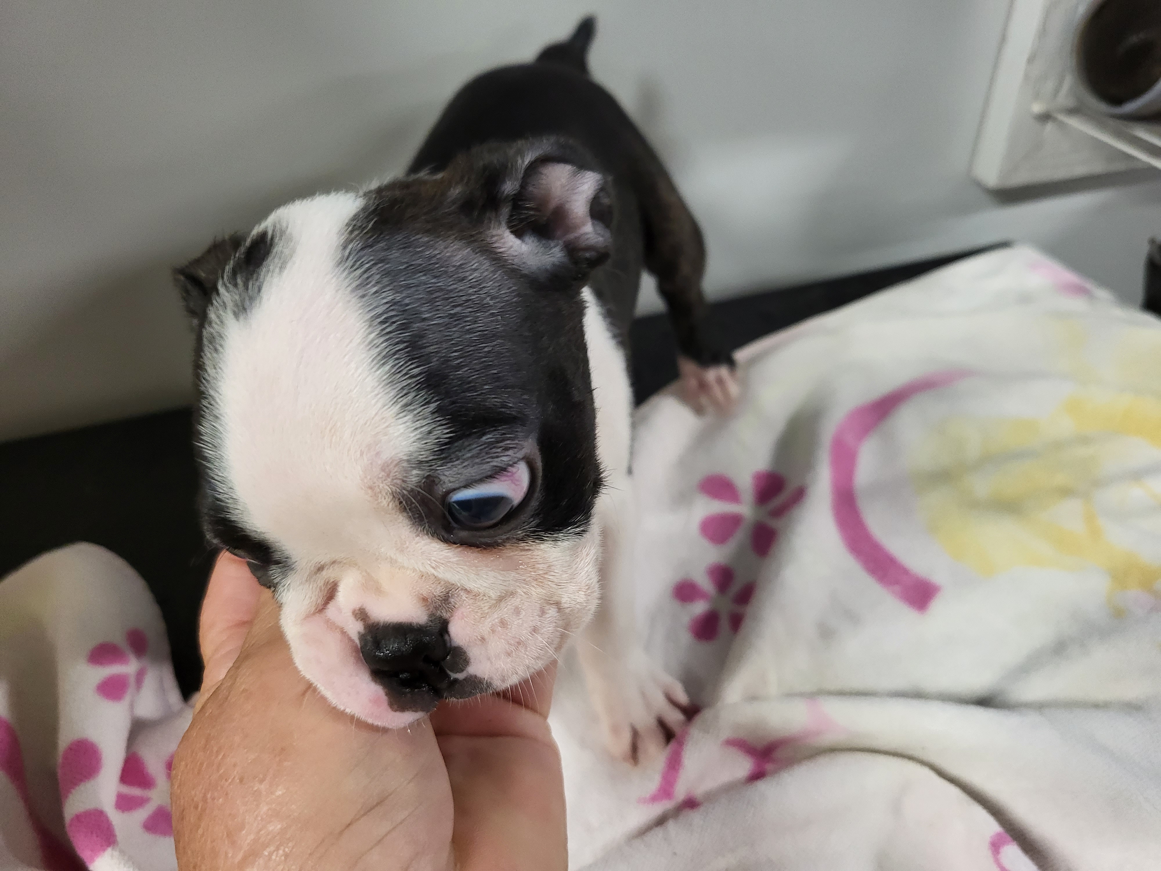 puppy, for, sale, Boston Terrier, Gayle  Baker, dog, breeder, Minneapolis, KS, dog-breeder, puppy-for-sale, forsale, nearby, find, puppyfind, locator, puppylocator, aca