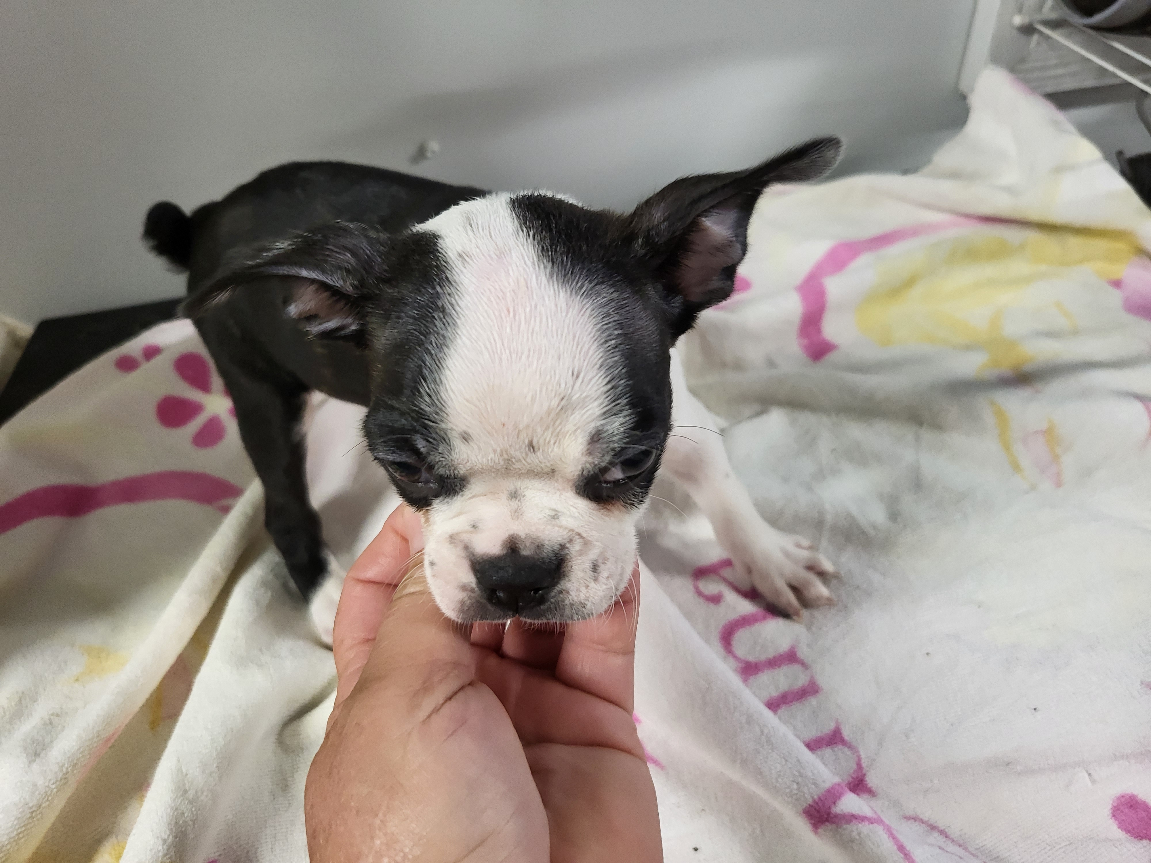 puppy, for, sale, Boston Terrier, Gayle  Baker, dog, breeder, Minneapolis, KS, dog-breeder, puppy-for-sale, forsale, nearby, find, puppyfind, locator, puppylocator, aca