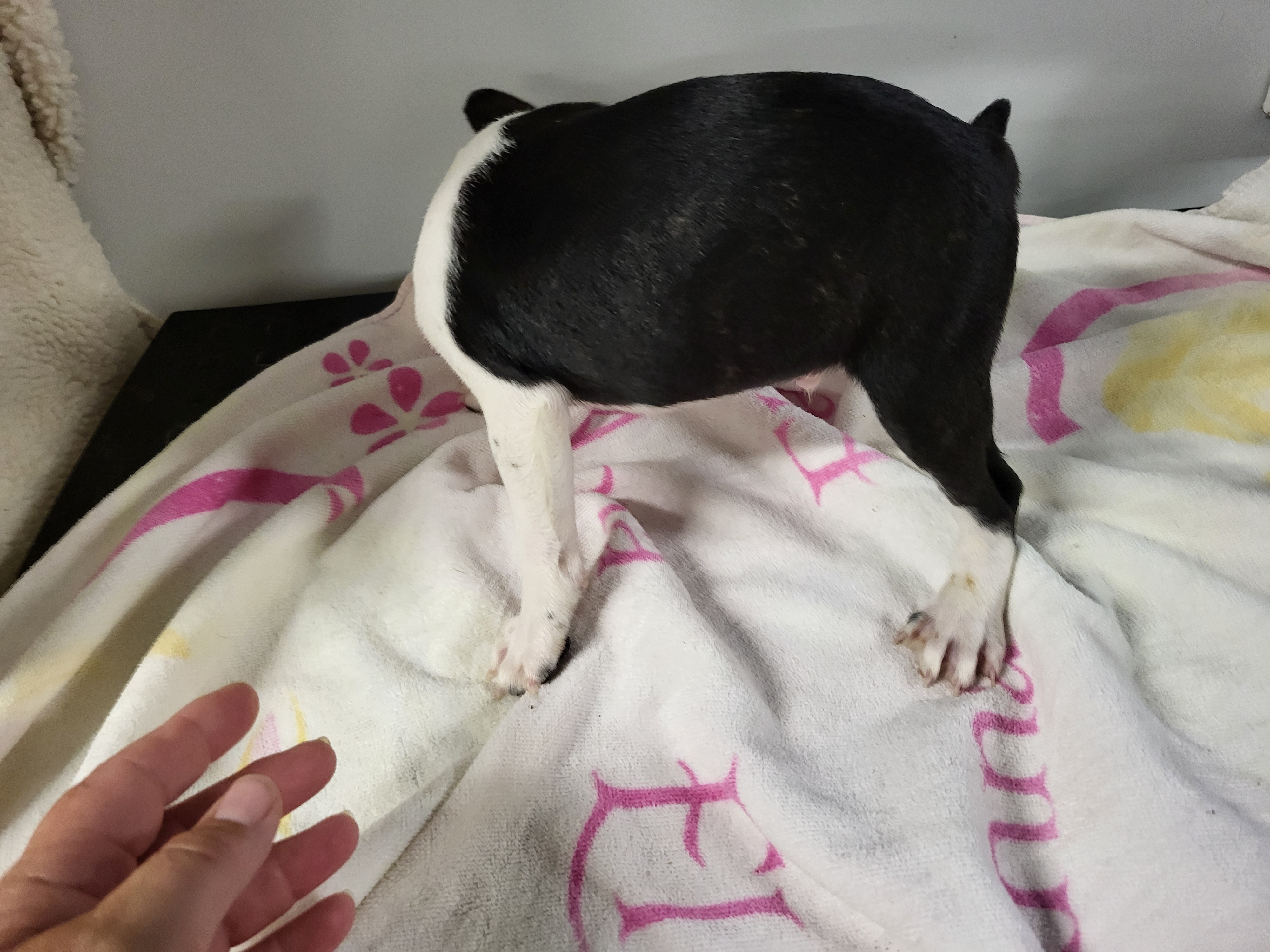 puppy, for, sale, Boston Terrier, Gayle  Baker, dog, breeder, Minneapolis, KS, dog-breeder, puppy-for-sale, forsale, nearby, find, puppyfind, locator, puppylocator, aca