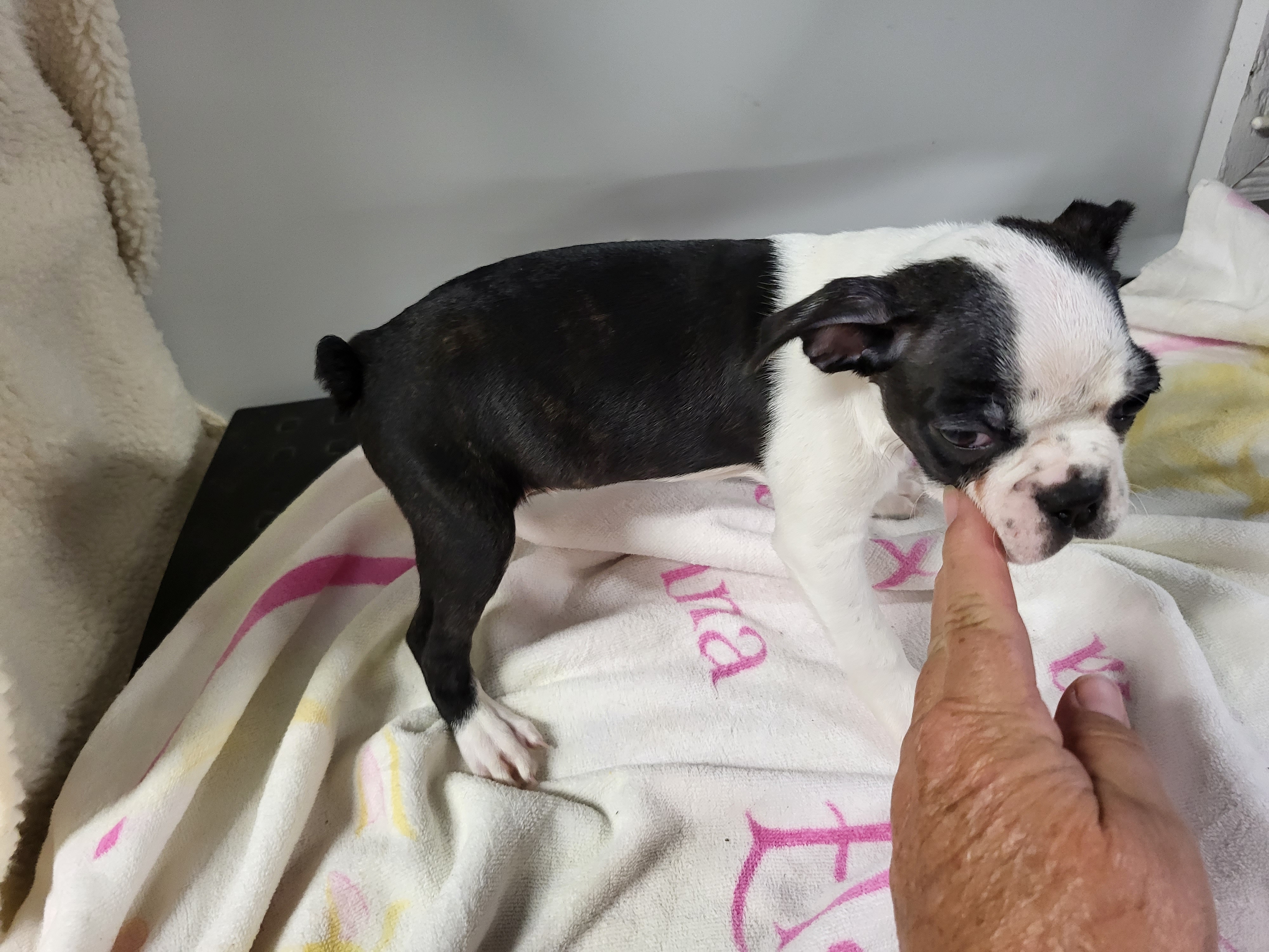 puppy, for, sale, Boston Terrier, Gayle  Baker, dog, breeder, Minneapolis, KS, dog-breeder, puppy-for-sale, forsale, nearby, find, puppyfind, locator, puppylocator, aca