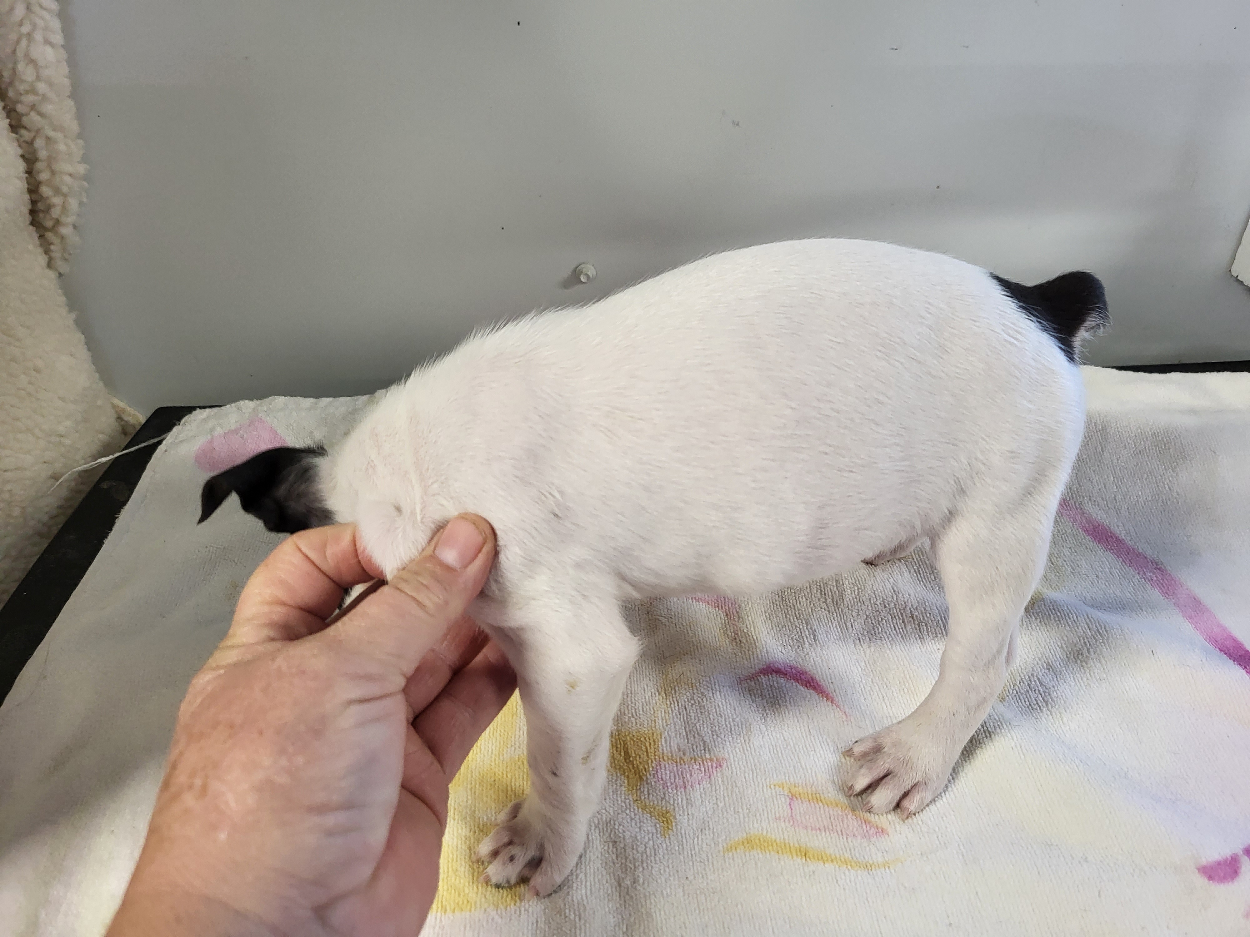 puppy, for, sale, Boston Terrier, Gayle  Baker, dog, breeder, Minneapolis, KS, dog-breeder, puppy-for-sale, forsale, nearby, find, puppyfind, locator, puppylocator, aca