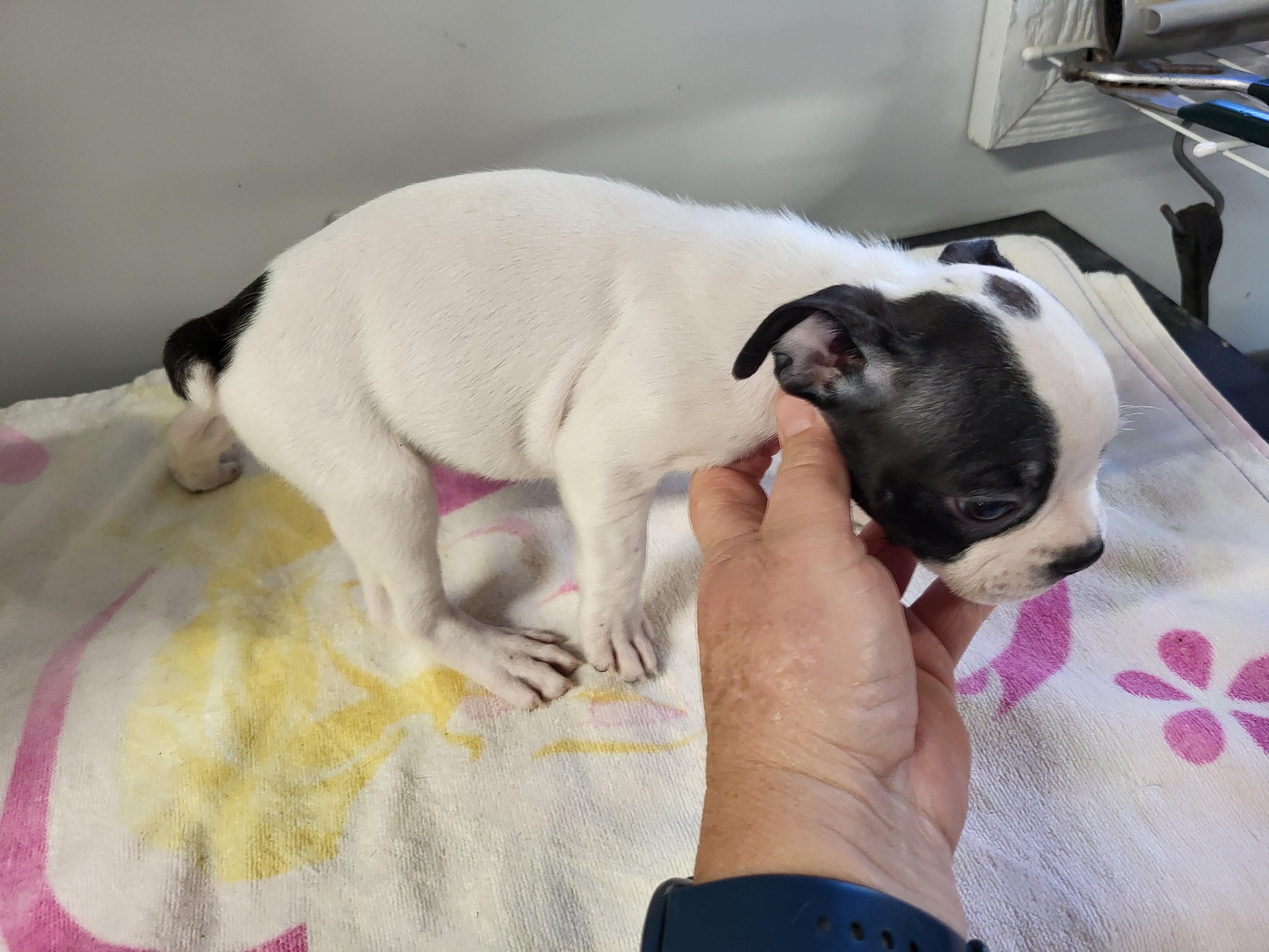 puppy, for, sale, Boston Terrier, Gayle  Baker, dog, breeder, Minneapolis, KS, dog-breeder, puppy-for-sale, forsale, nearby, find, puppyfind, locator, puppylocator, aca