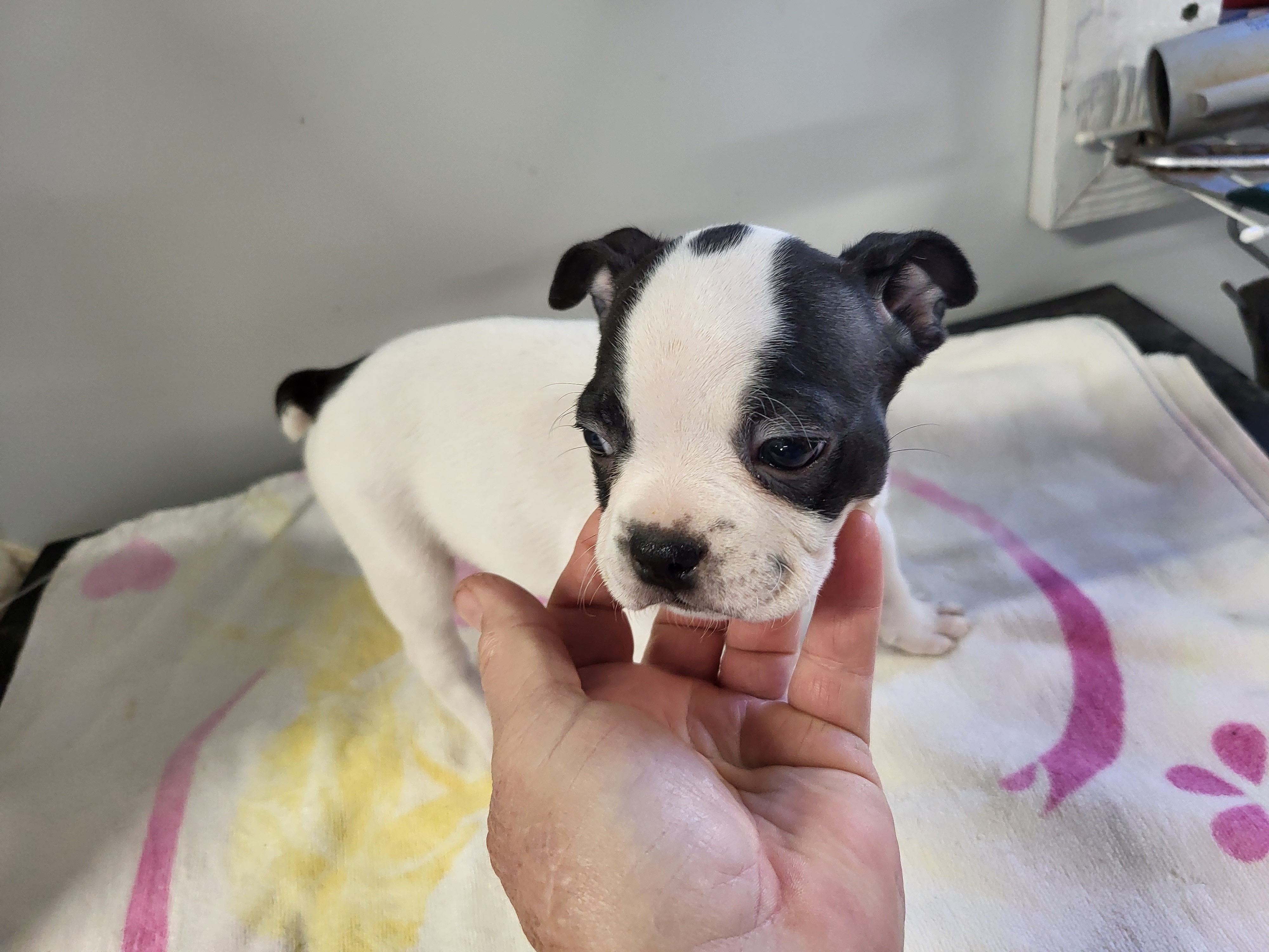 puppy, for, sale, Boston Terrier, Gayle  Baker, dog, breeder, Minneapolis, KS, dog-breeder, puppy-for-sale, forsale, nearby, find, puppyfind, locator, puppylocator, aca