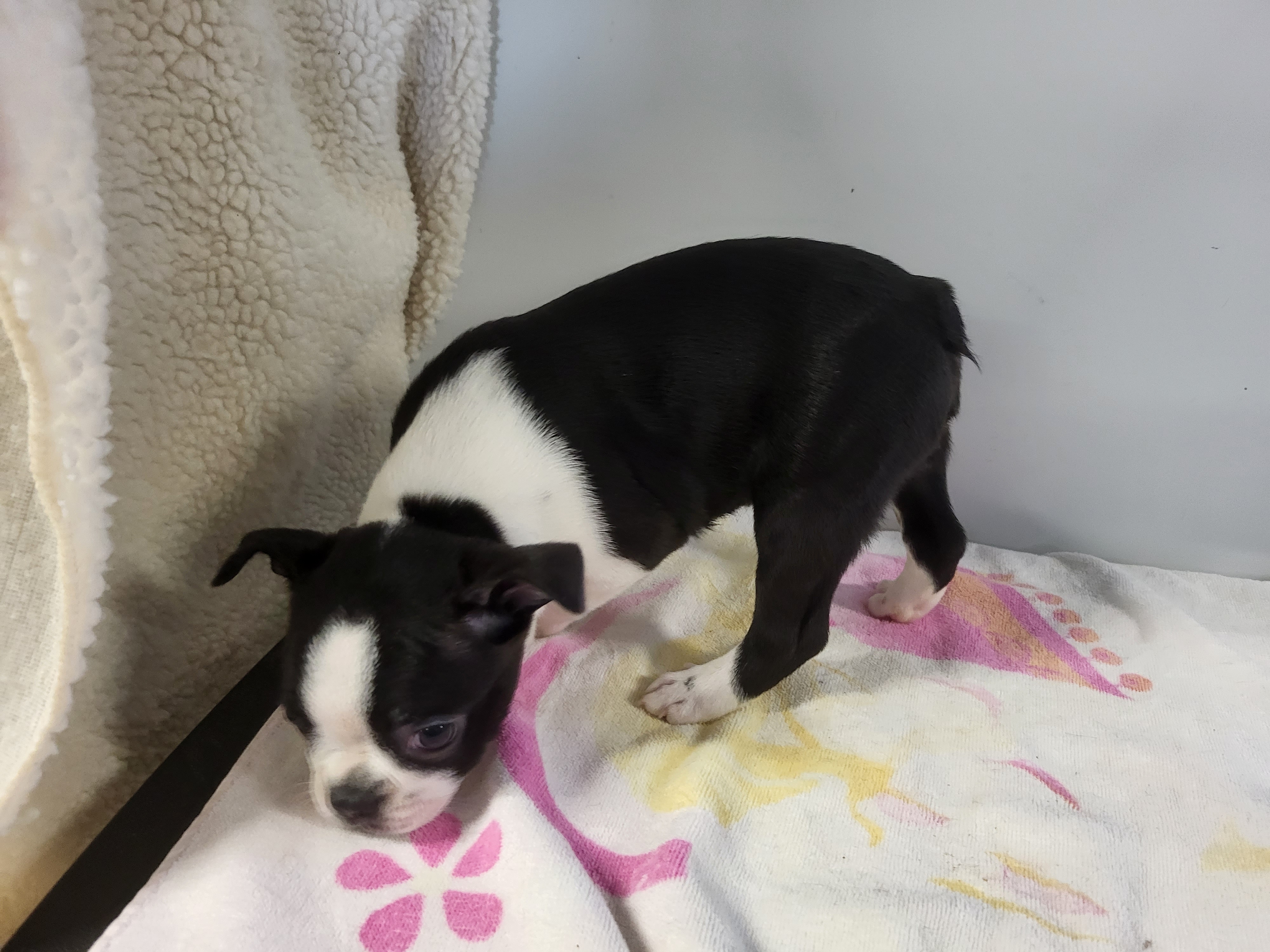 puppy, for, sale, Boston Terrier, Gayle  Baker, dog, breeder, Minneapolis, KS, dog-breeder, puppy-for-sale, forsale, nearby, find, puppyfind, locator, puppylocator, aca