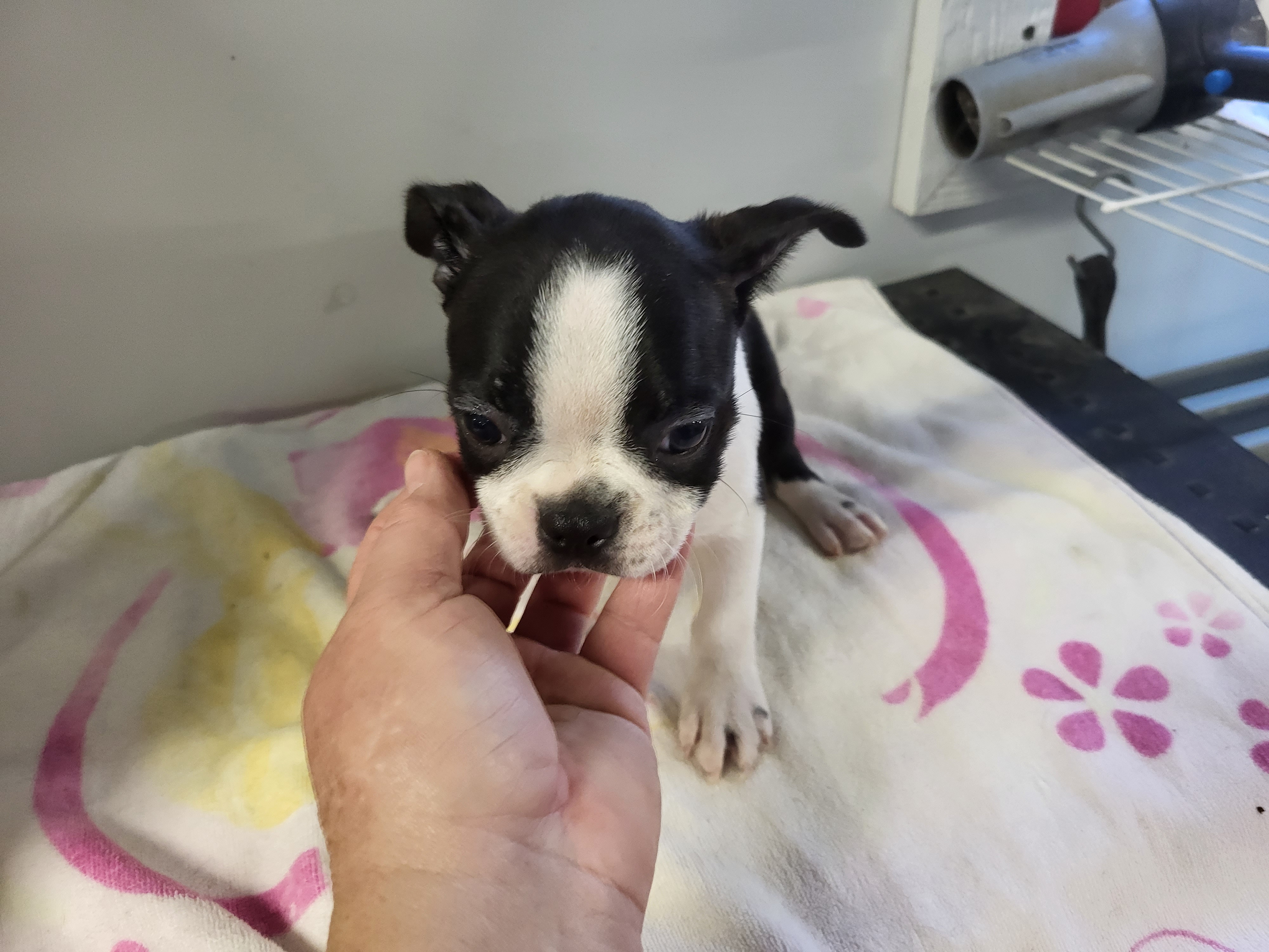 puppy, for, sale, Boston Terrier, Gayle  Baker, dog, breeder, Minneapolis, KS, dog-breeder, puppy-for-sale, forsale, nearby, find, puppyfind, locator, puppylocator, aca