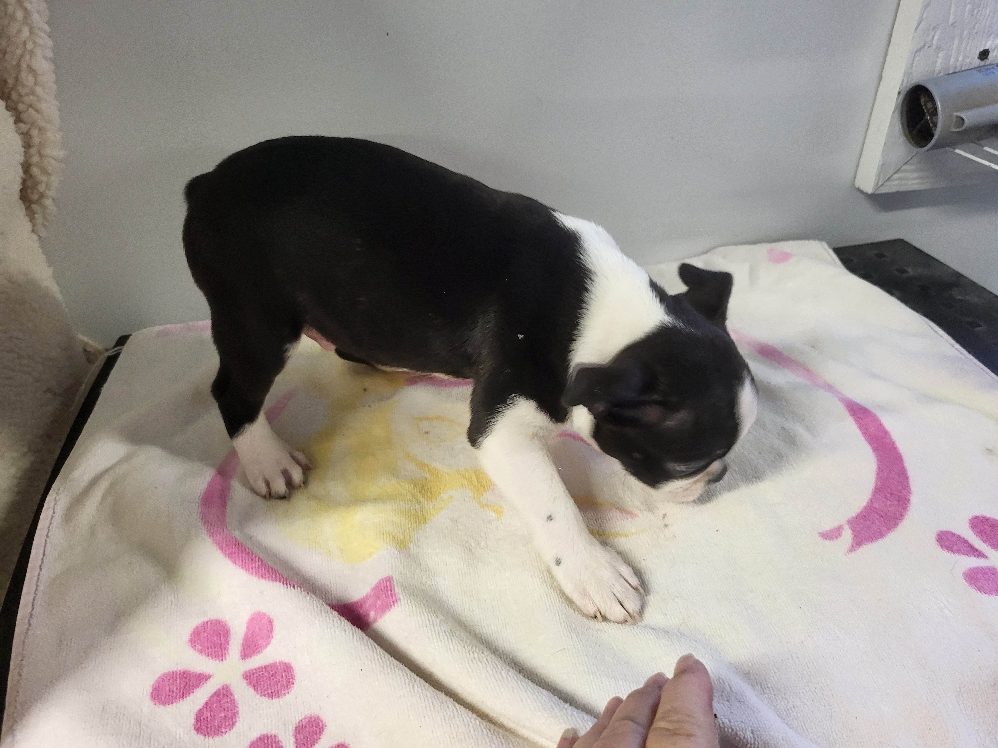 puppy, for, sale, Boston Terrier, Gayle  Baker, dog, breeder, Minneapolis, KS, dog-breeder, puppy-for-sale, forsale, nearby, find, puppyfind, locator, puppylocator, aca