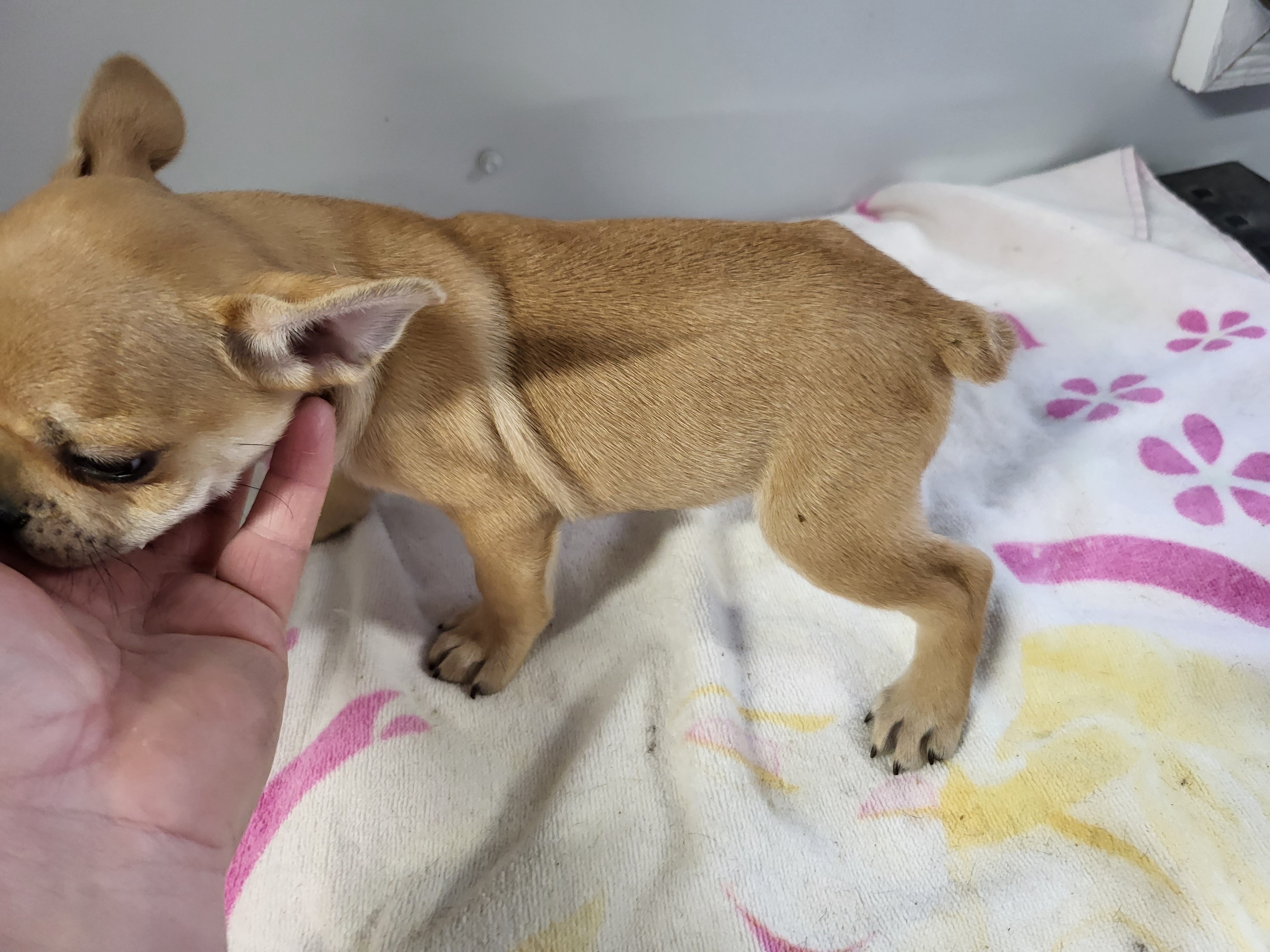 puppy, for, sale, French Bulldog, Gayle  Baker, dog, breeder, Minneapolis, KS, dog-breeder, puppy-for-sale, forsale, nearby, find, puppyfind, locator, puppylocator, aca