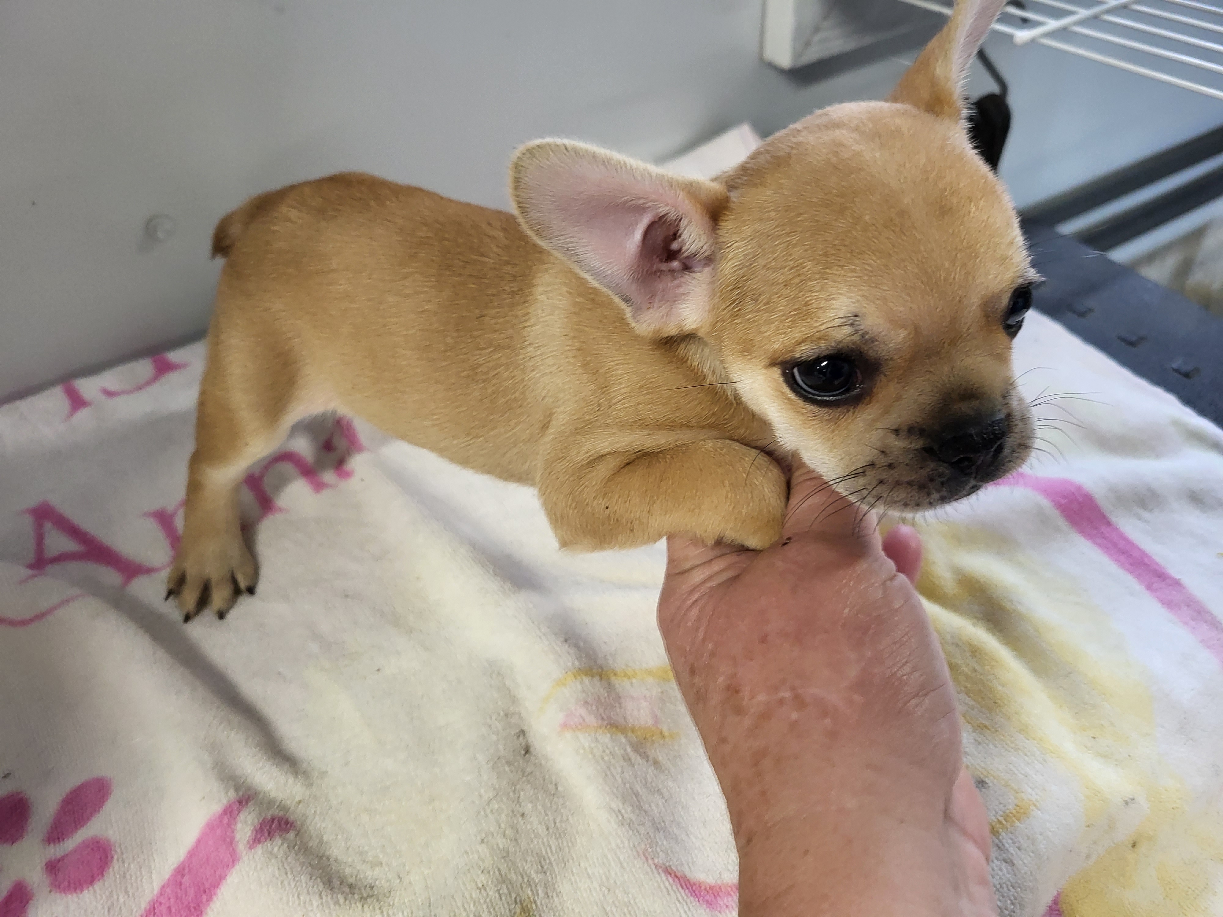 puppy, for, sale, French Bulldog, Gayle  Baker, dog, breeder, Minneapolis, KS, dog-breeder, puppy-for-sale, forsale, nearby, find, puppyfind, locator, puppylocator, aca